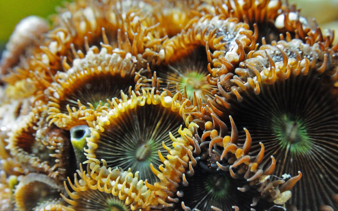 Sea Anemone Wallpapers