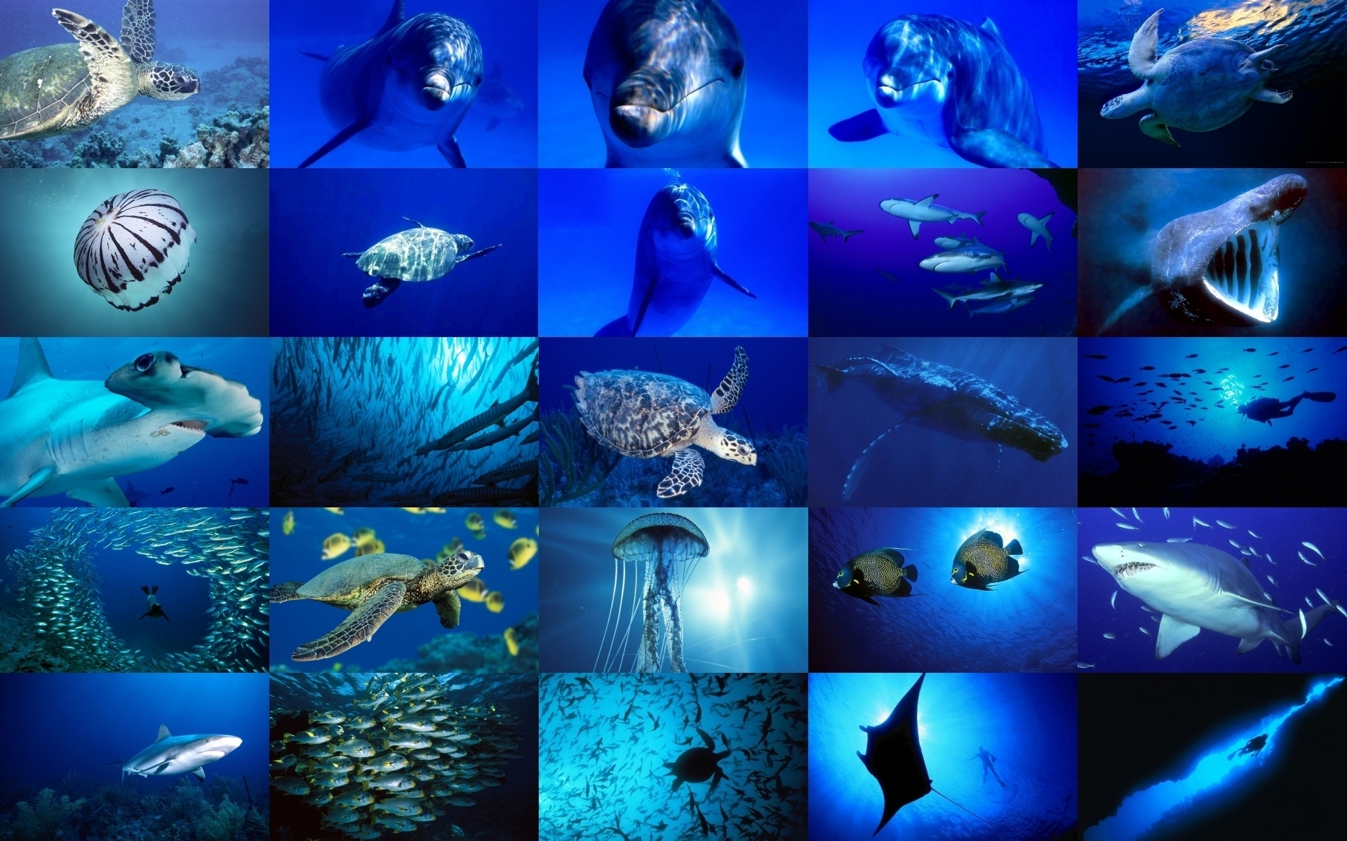 Sea Life Wallpapers