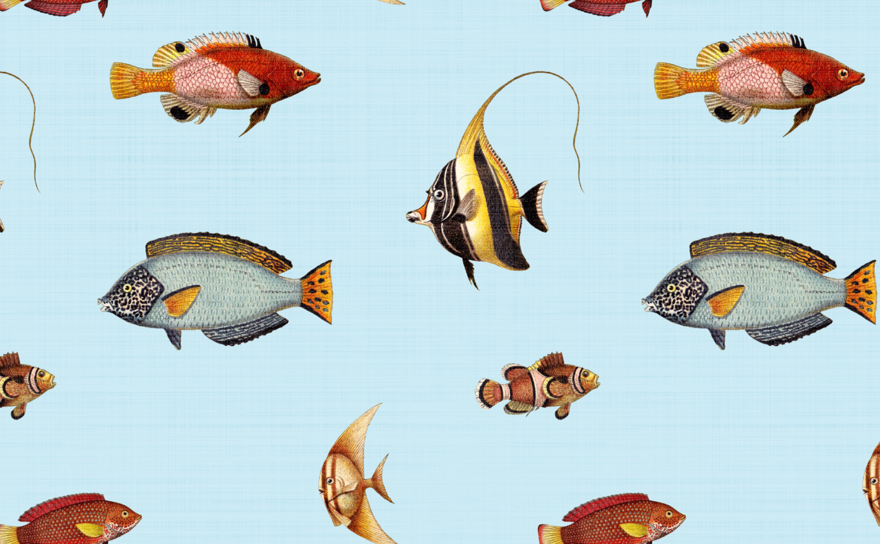 Sea Life Wallpapers
