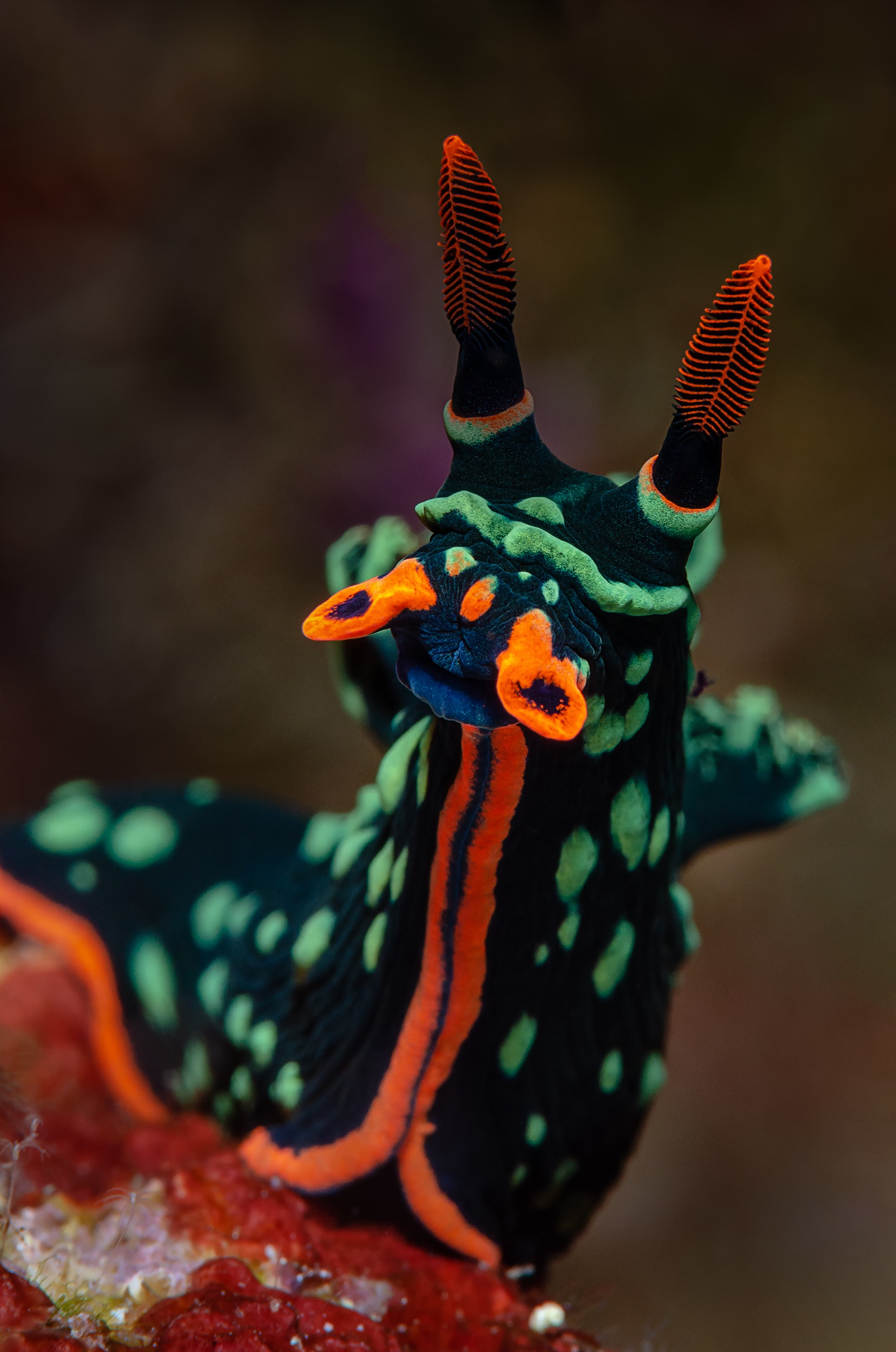 Sea Slug Wallpapers