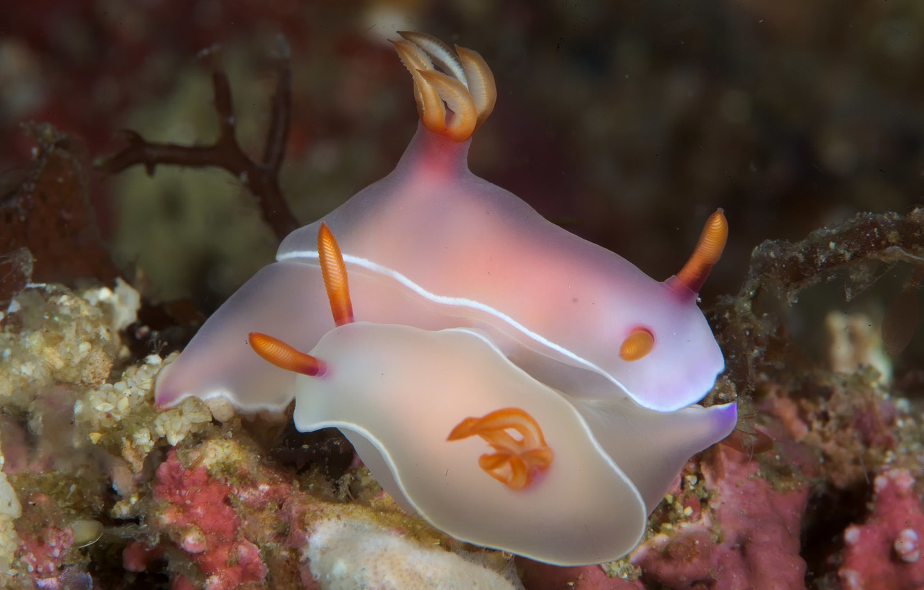 Sea Slug Wallpapers