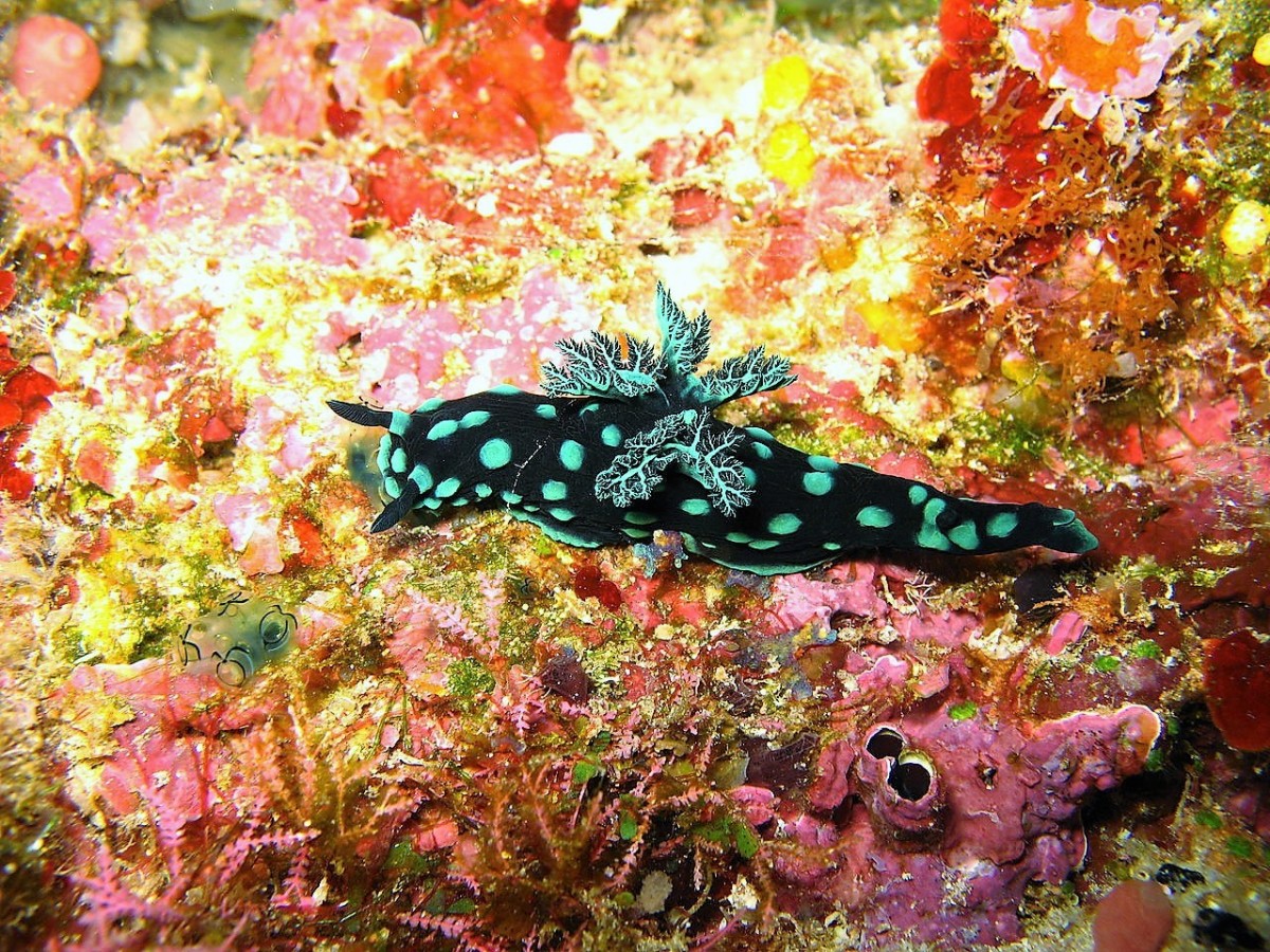 Sea Slug Wallpapers