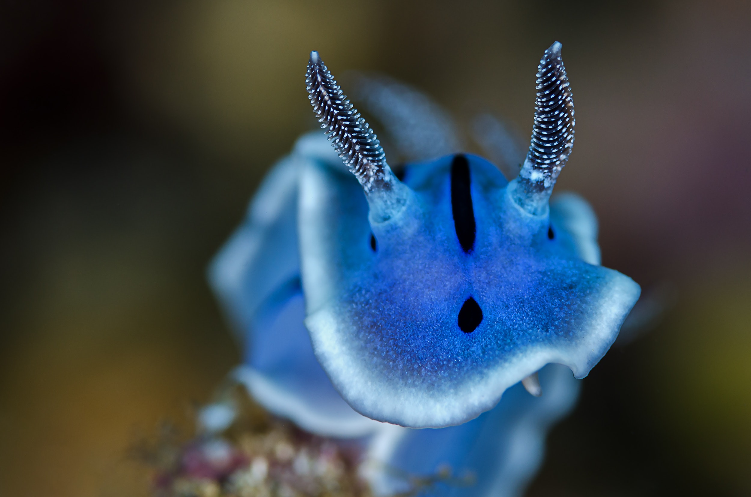 Sea Slug Wallpapers