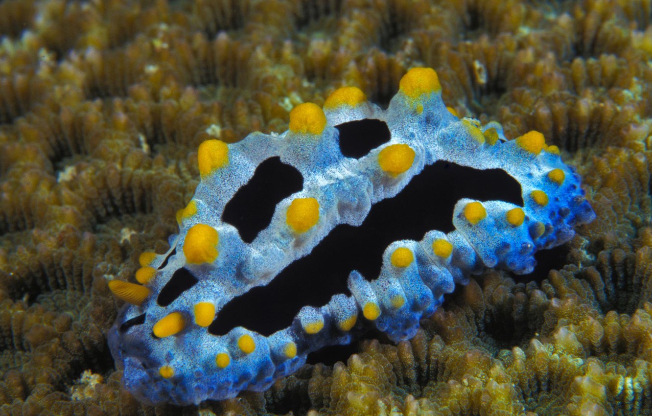 Sea Slug Wallpapers