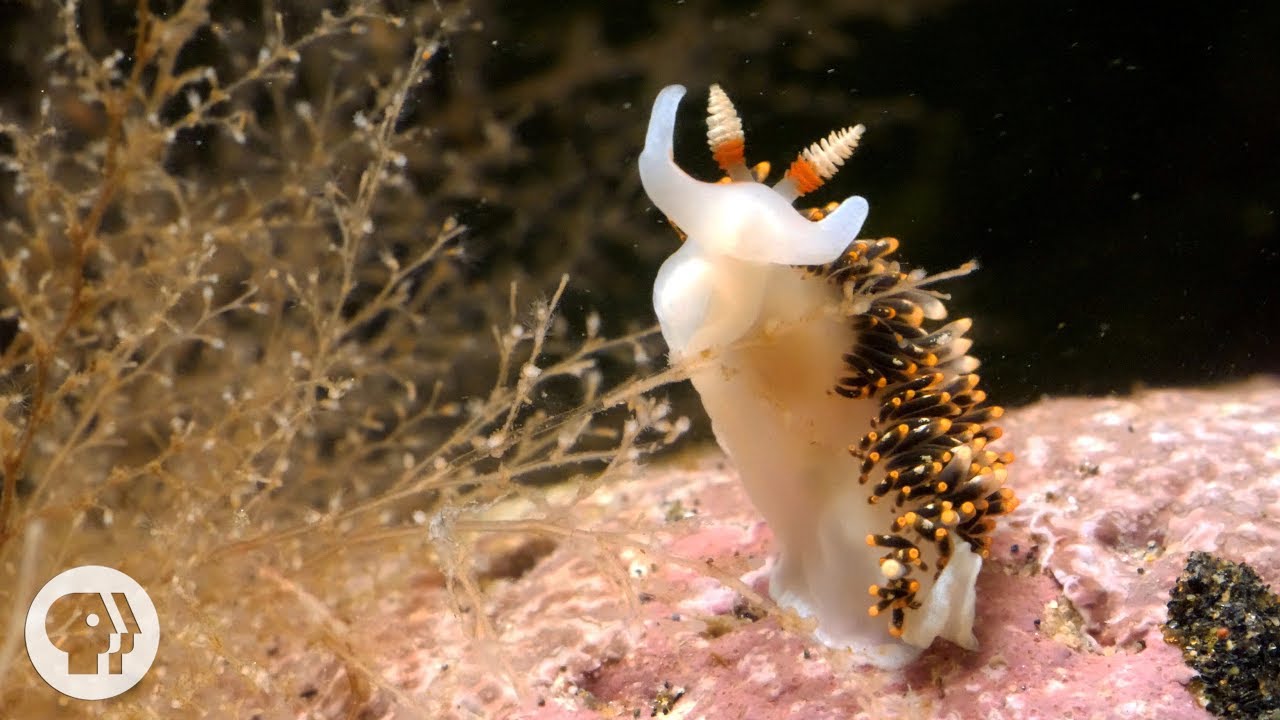 Sea Slug Wallpapers