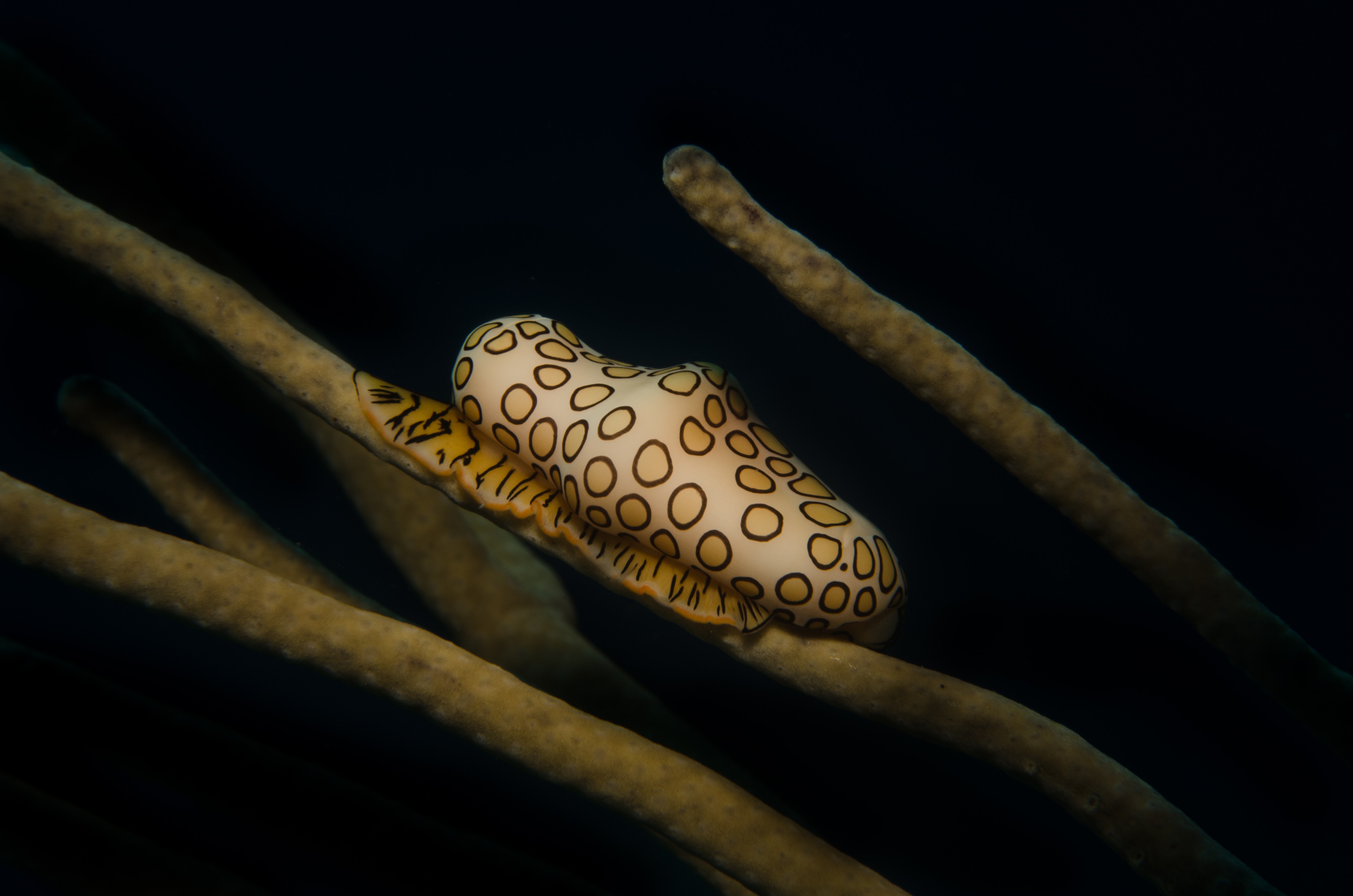 Sea Slug Wallpapers