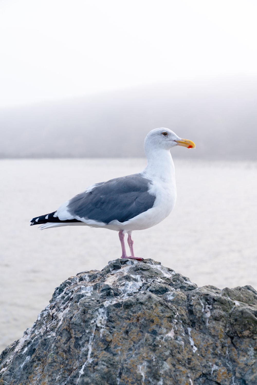 Seagull Wallpapers