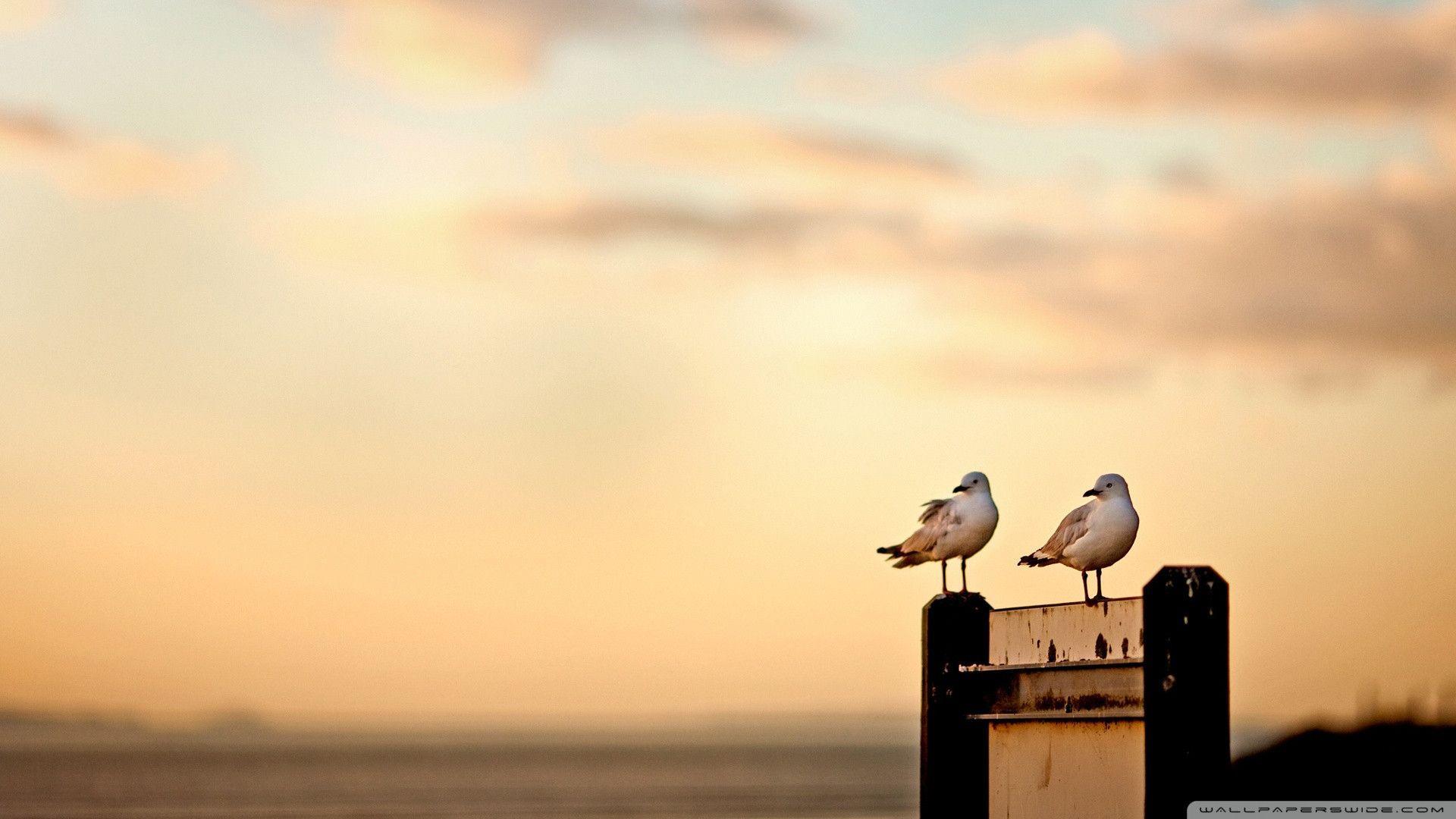 Seagull Wallpapers