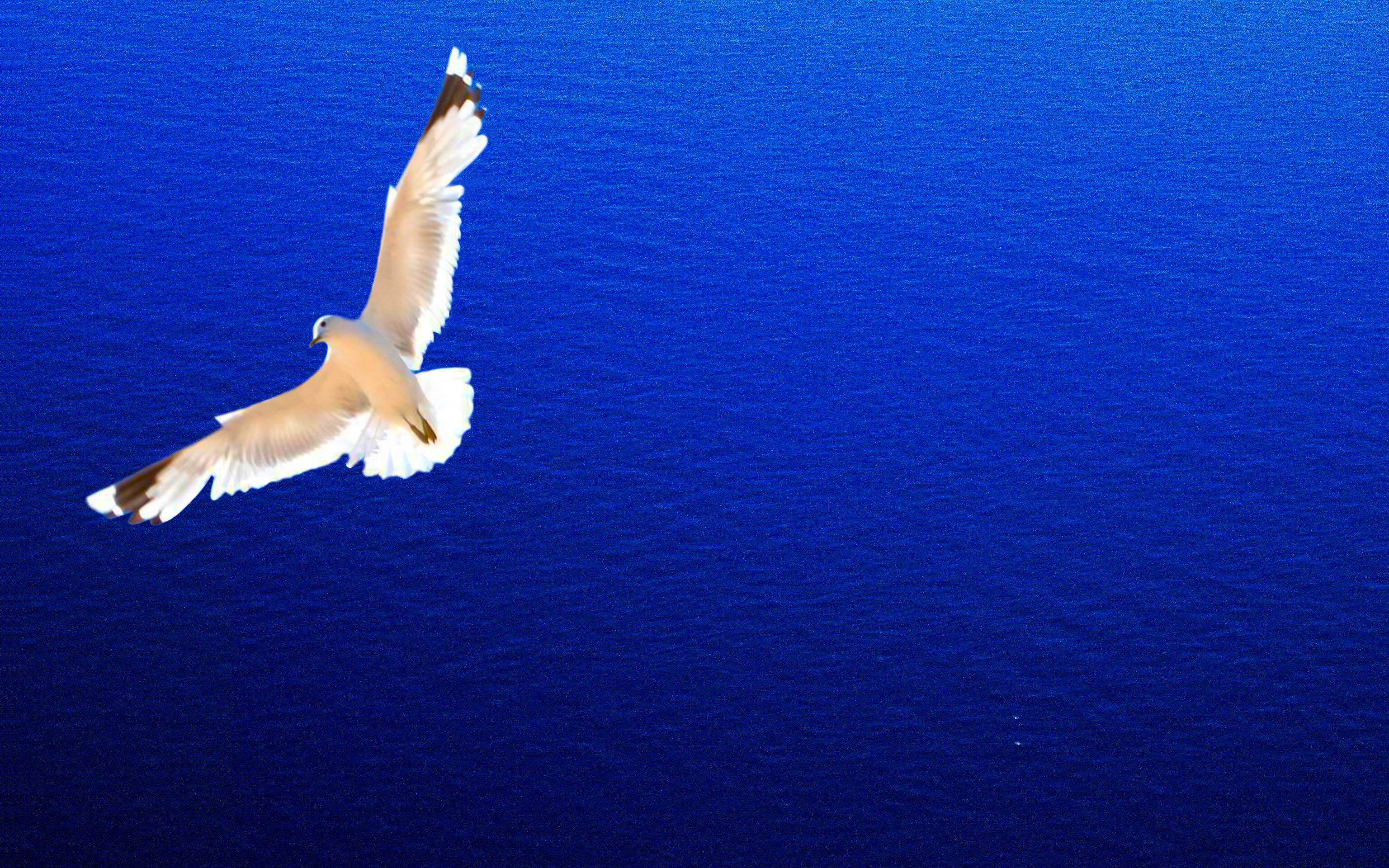 Seagull Wallpapers