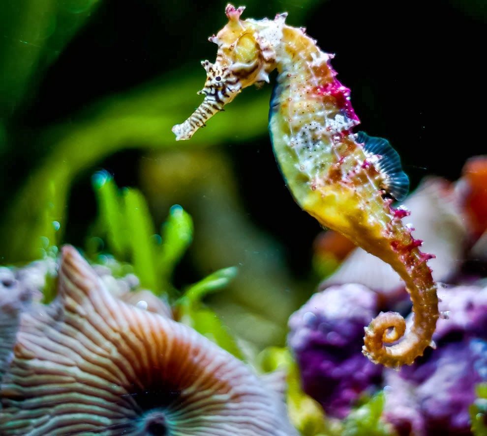 Seahorse Wallpapers