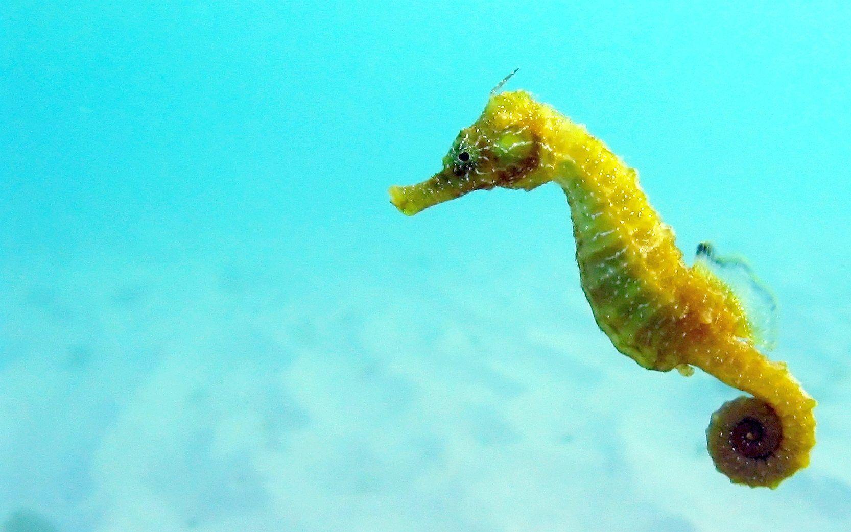 Seahorse Wallpapers