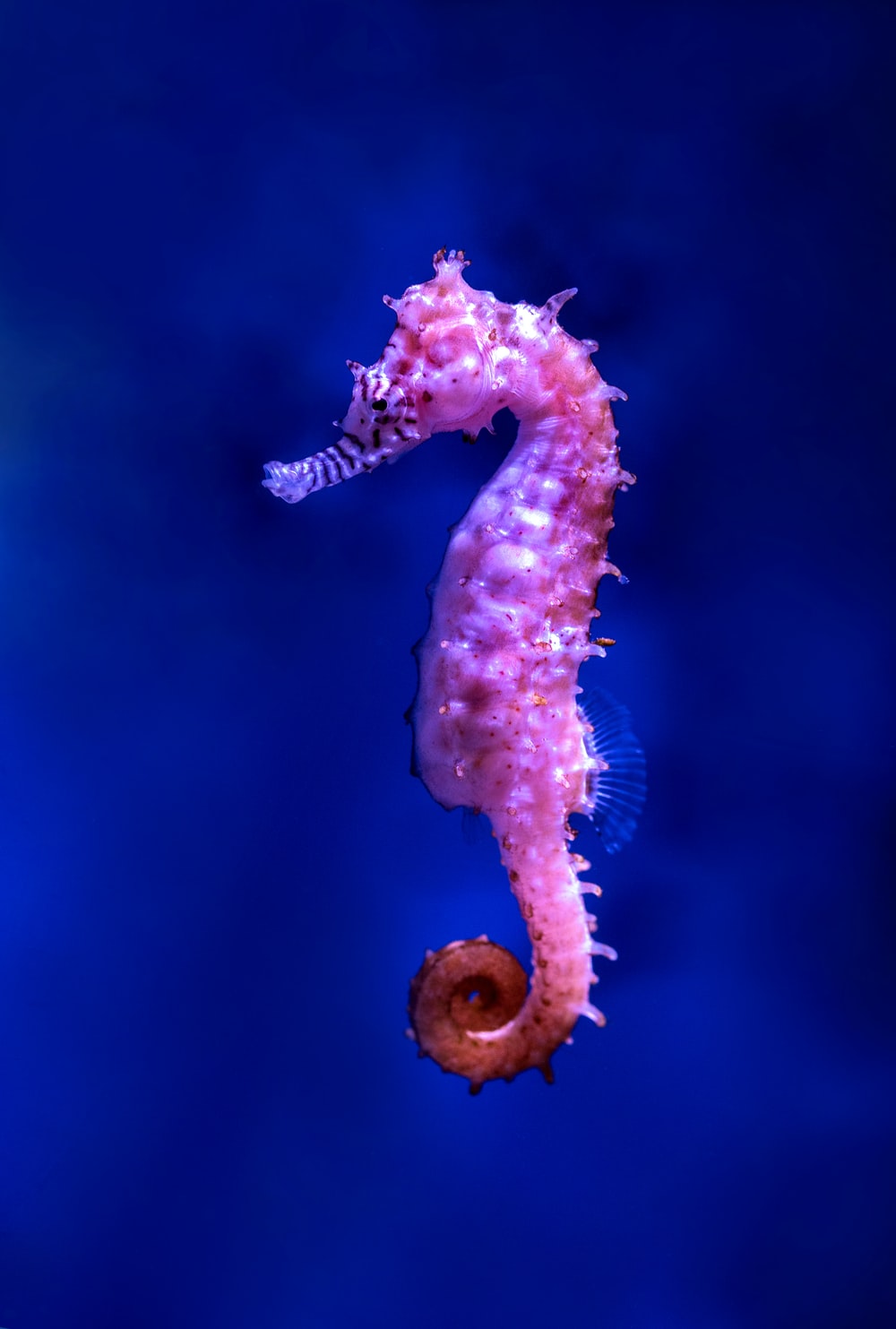 Seahorse Wallpapers