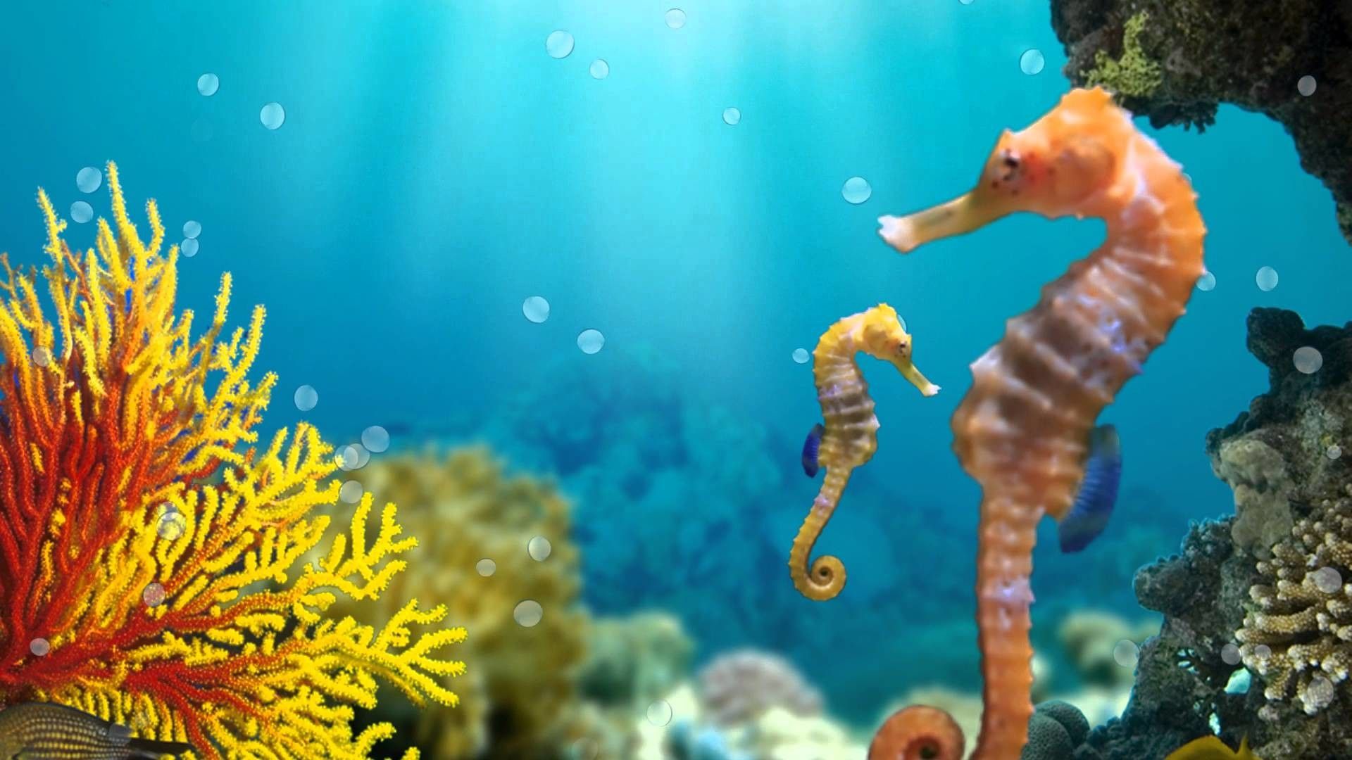 Seahorse Wallpapers