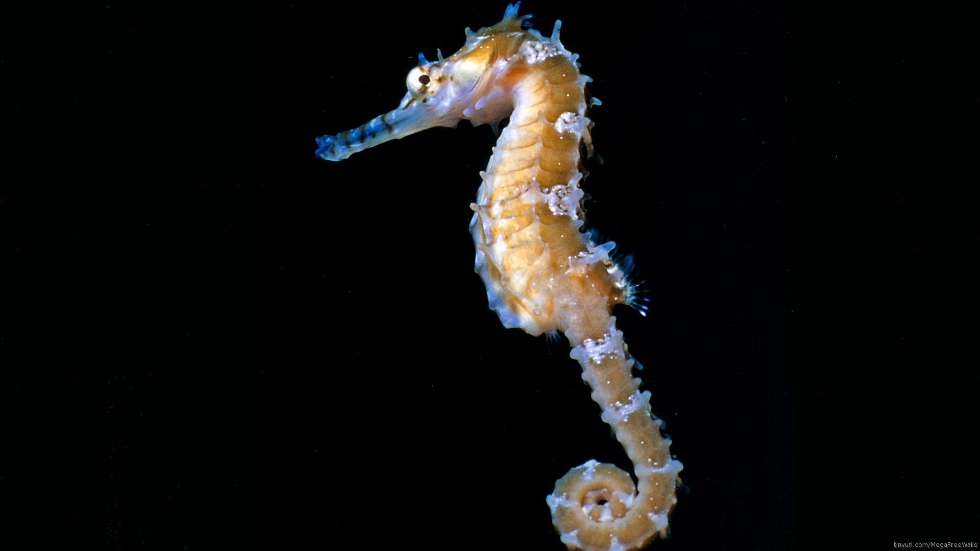 Seahorse Wallpapers