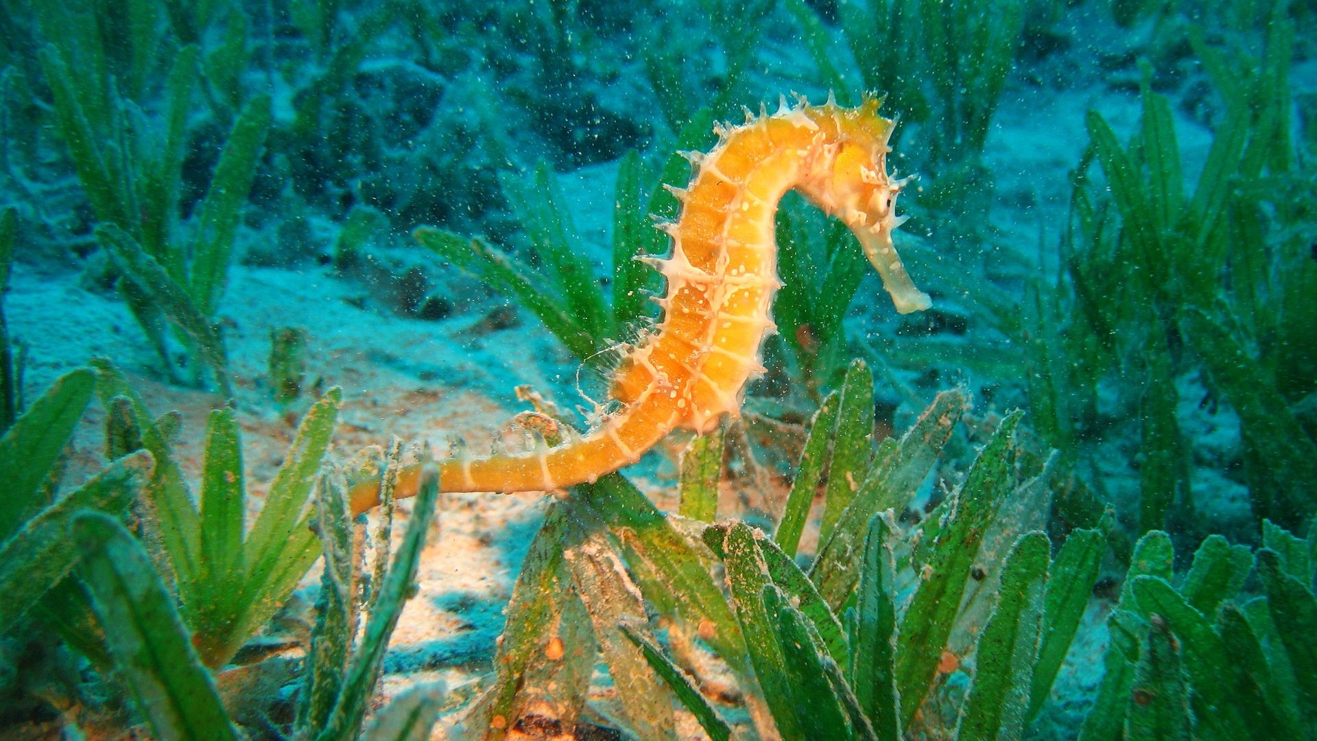 Seahorse Wallpapers