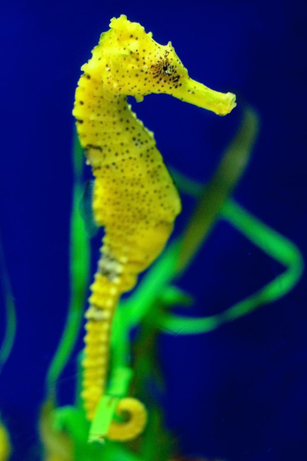 Seahorse Wallpapers