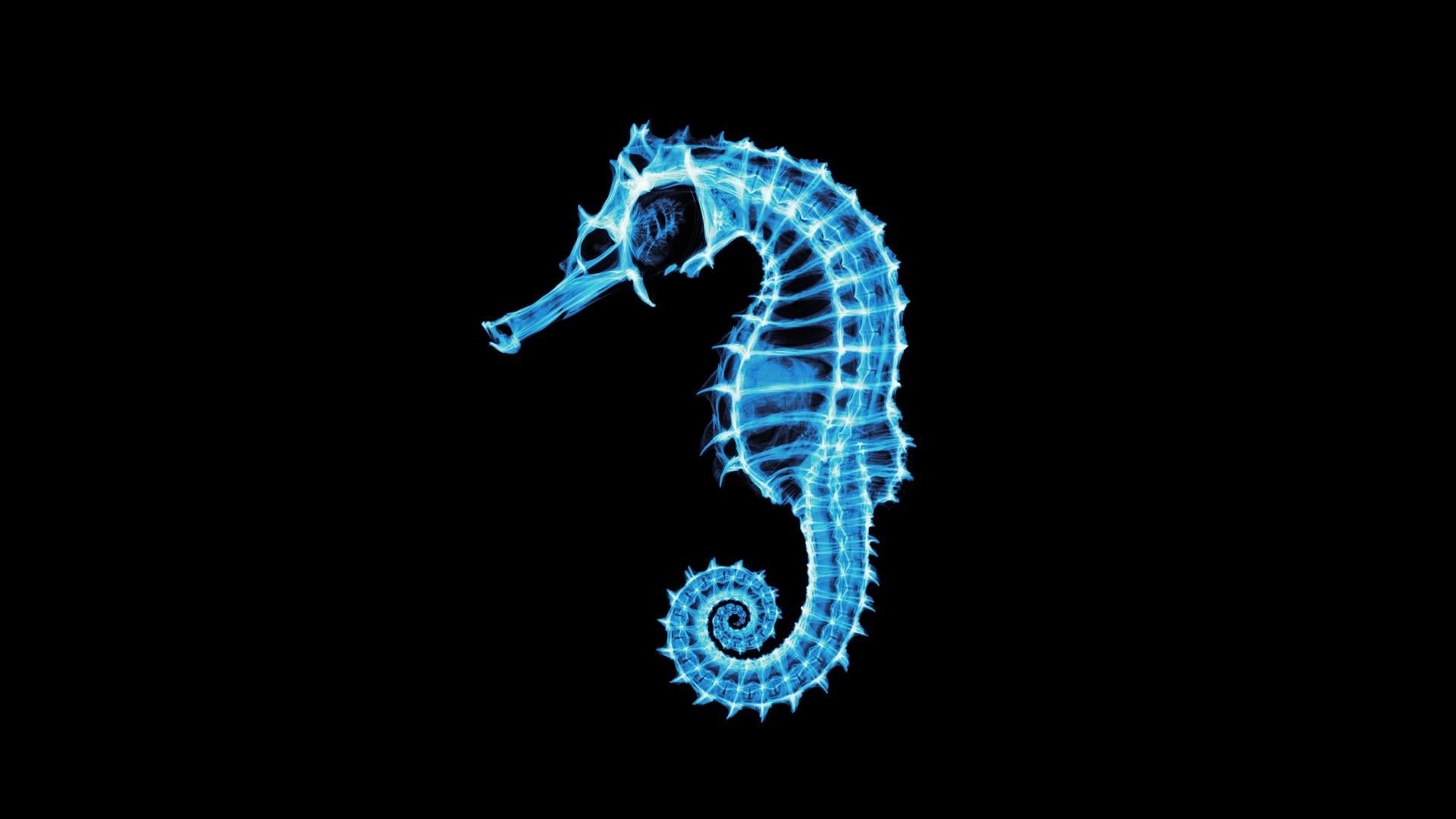 Seahorse Wallpapers