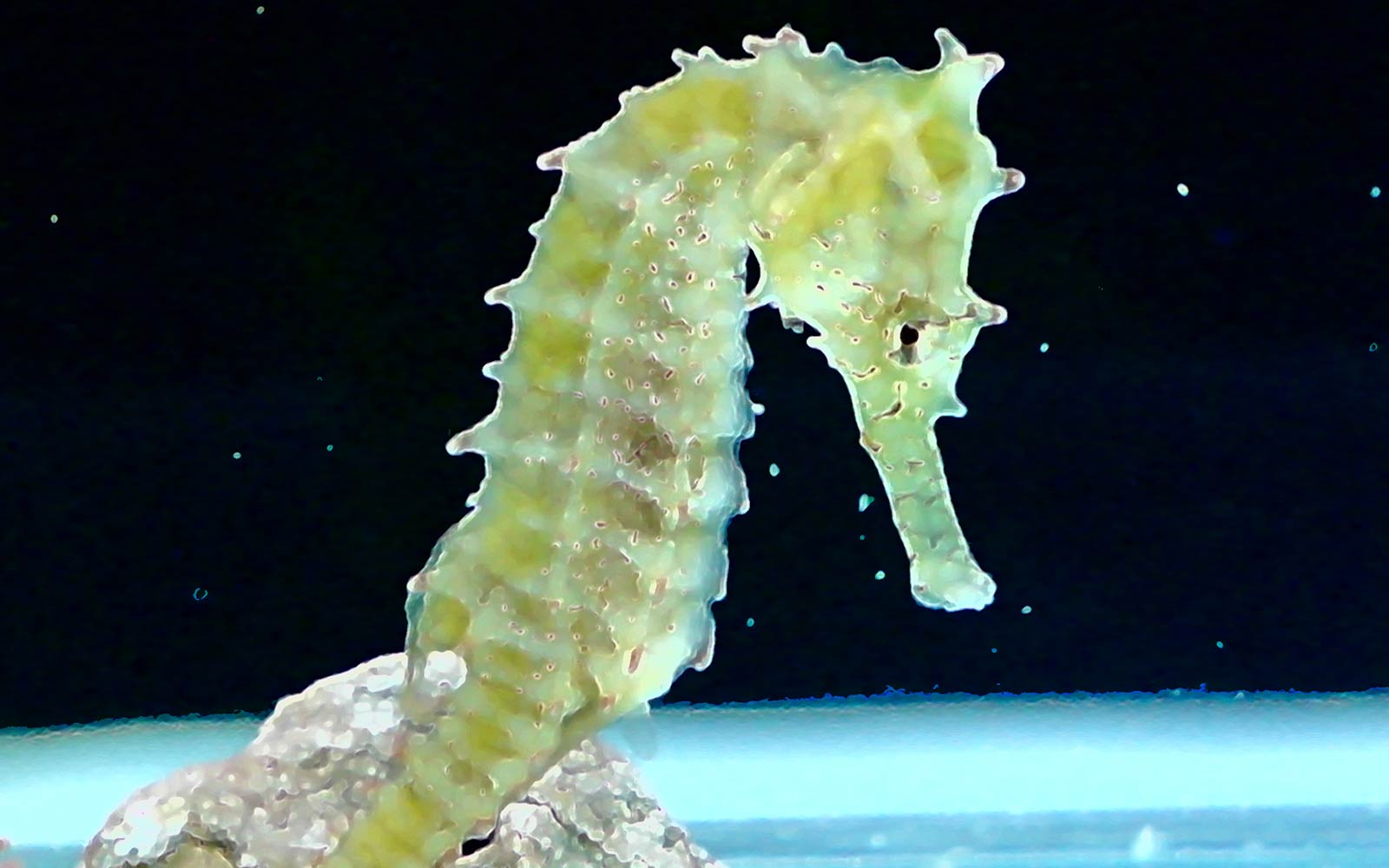 Seahorse Wallpapers