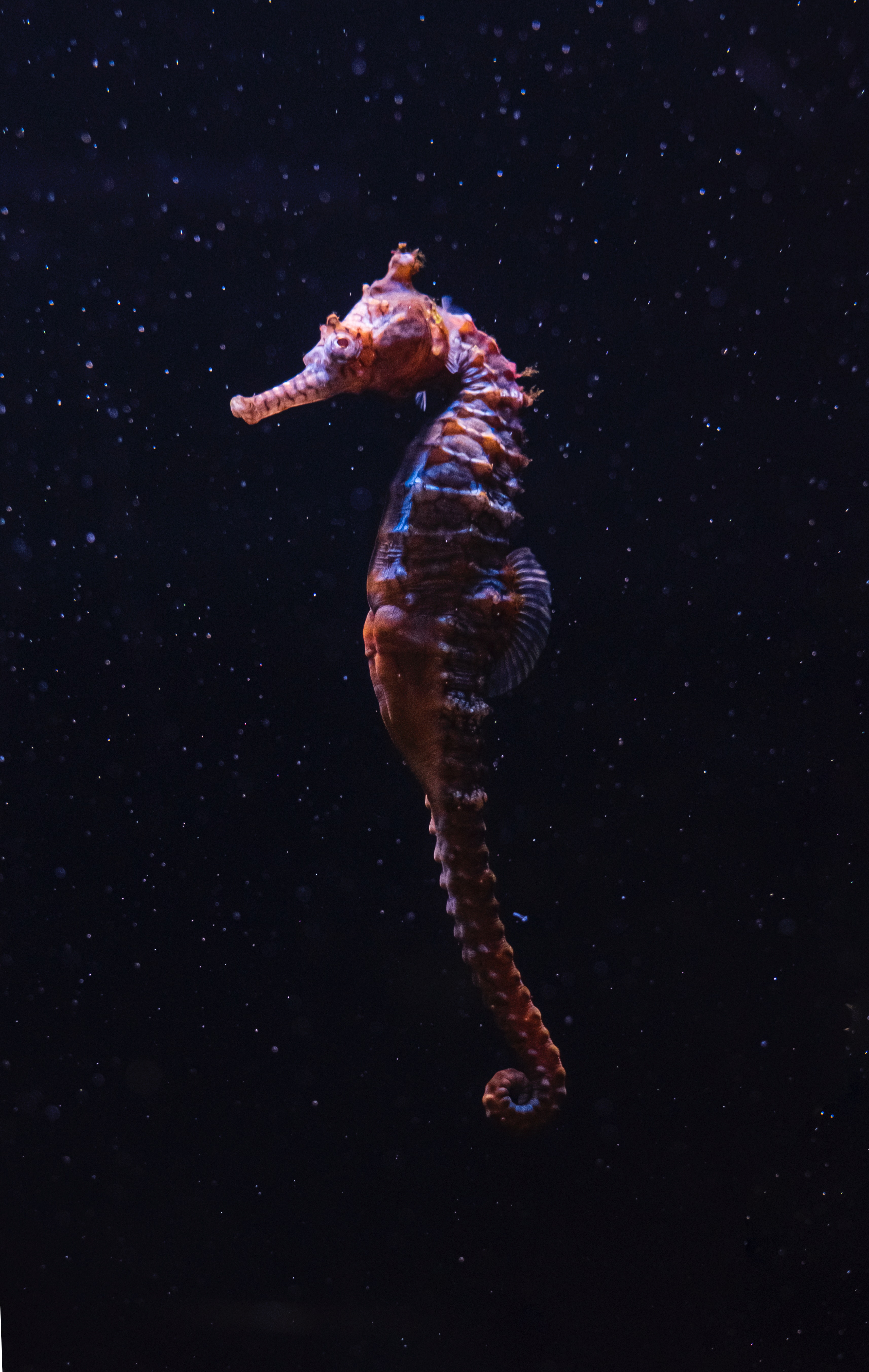 Seahorse Wallpapers