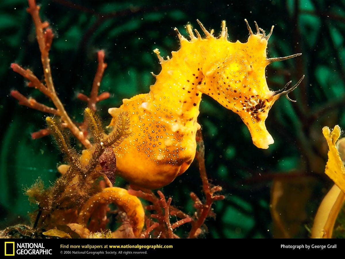 Seahorse Wallpapers