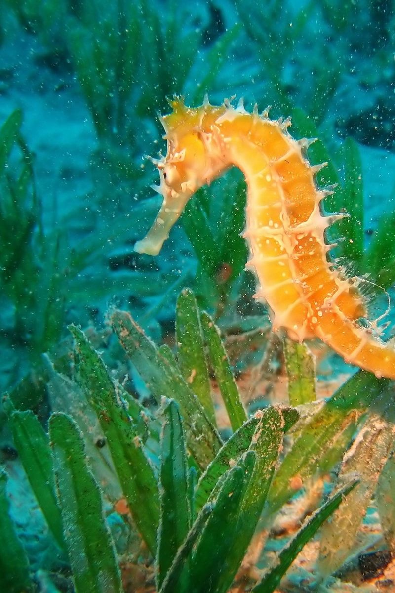 Seahorse Wallpapers