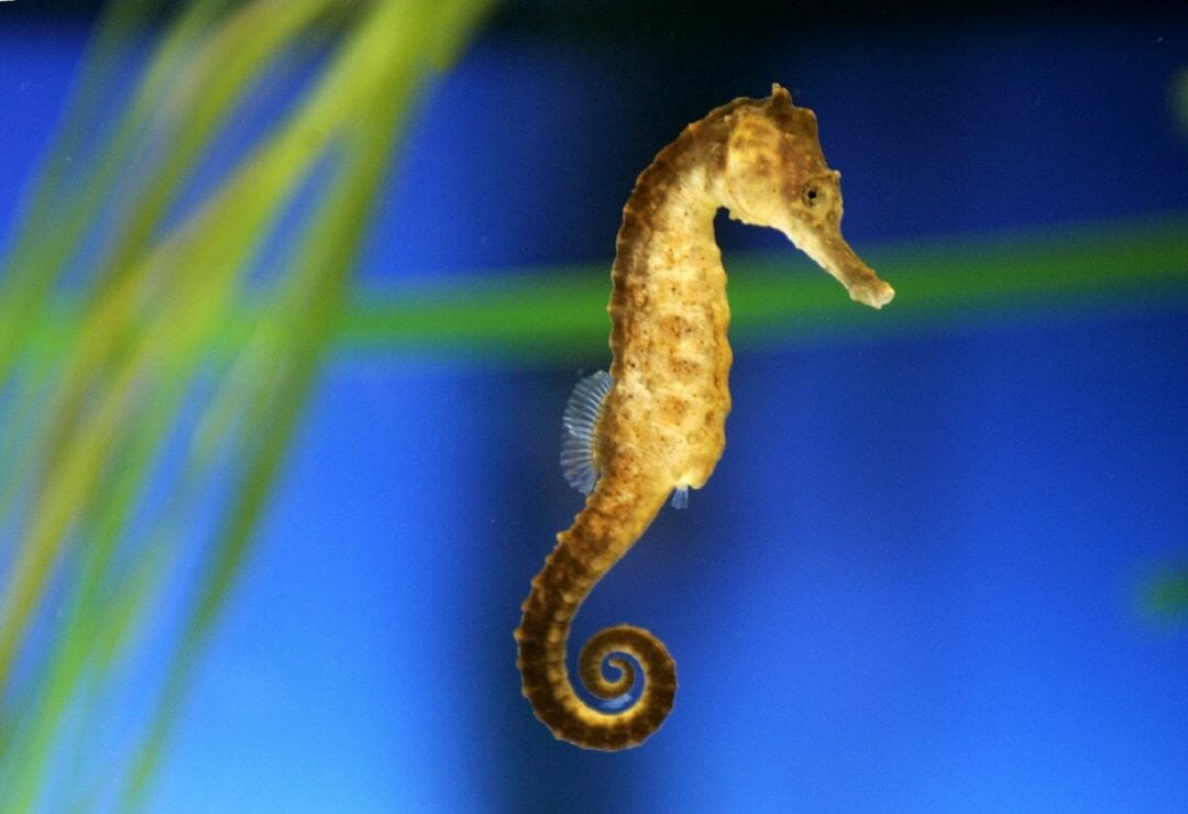 Seahorse Wallpapers