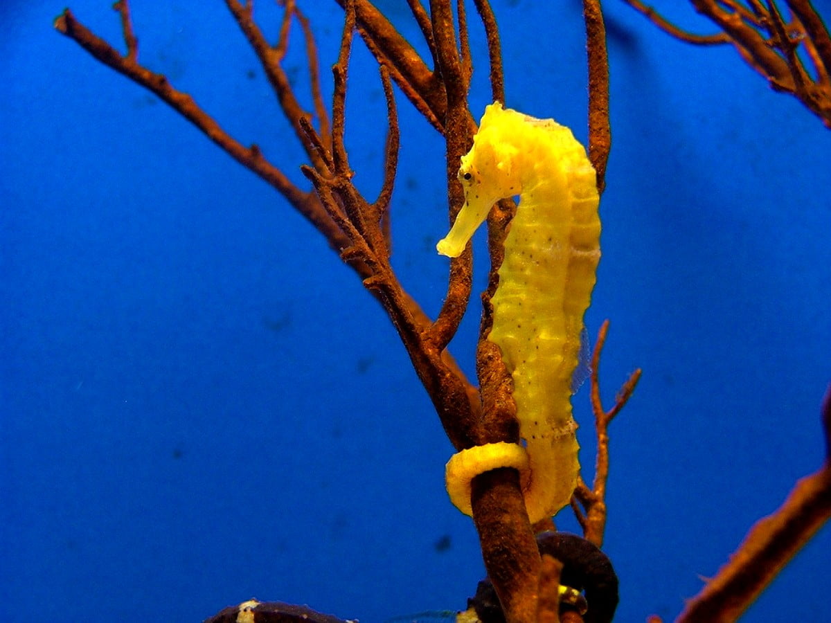 Seahorse Wallpapers