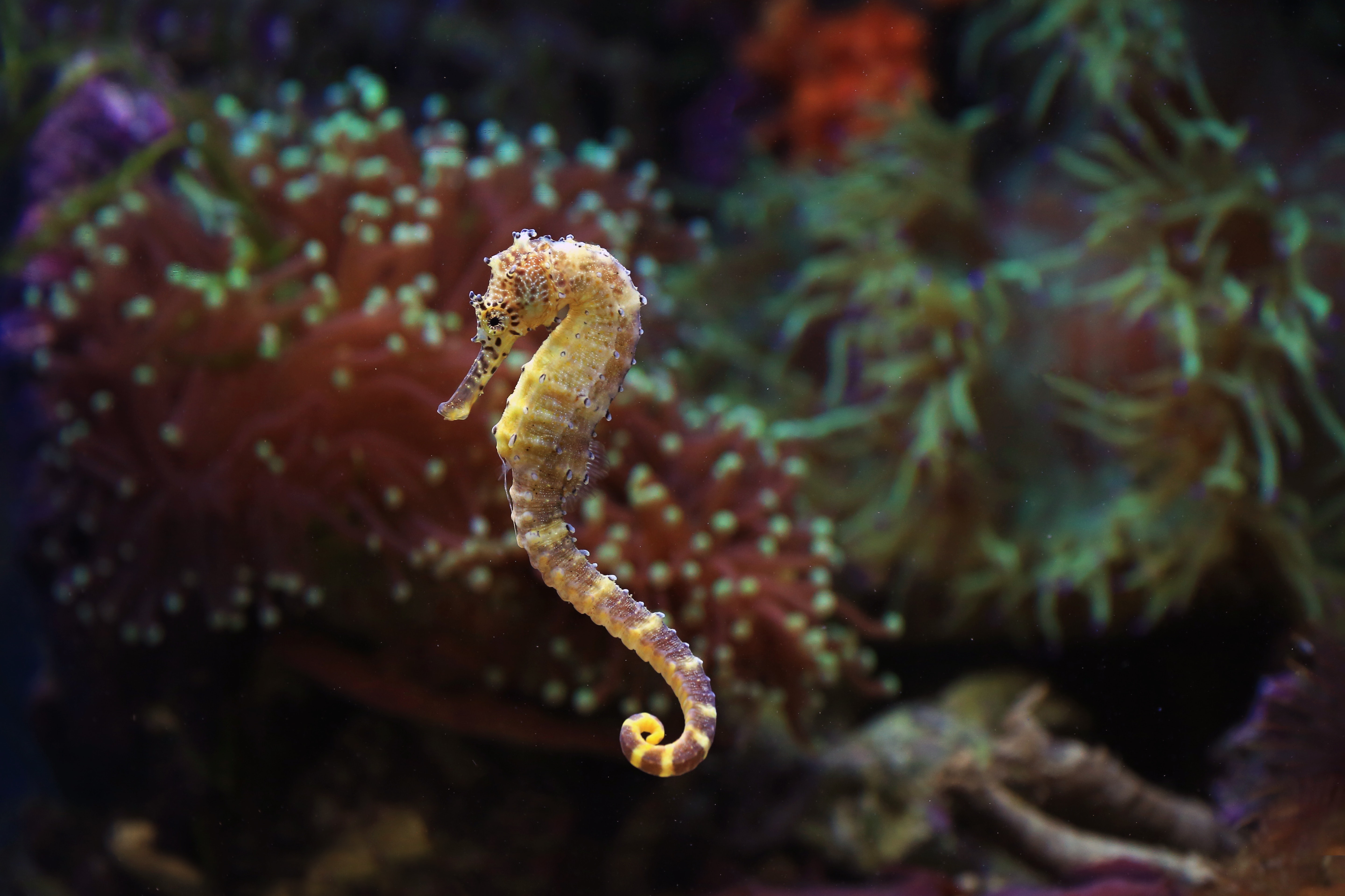 Seahorse Wallpapers