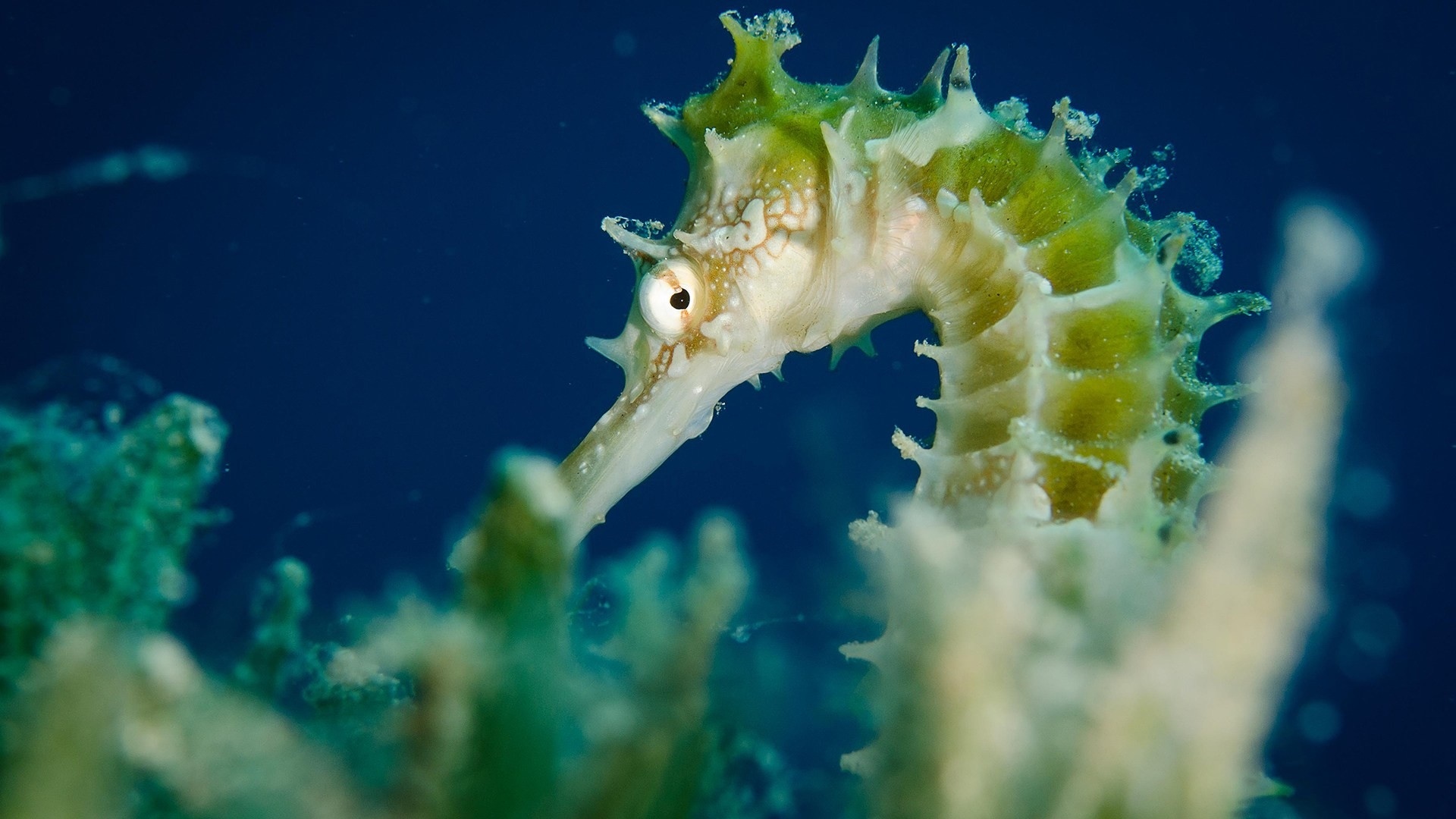 Seahorse Wallpapers