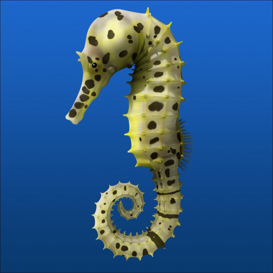 Seahorse Wallpapers