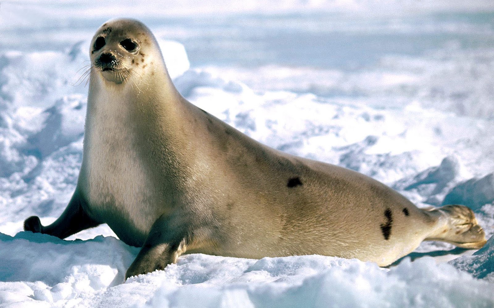 Seal Wallpapers