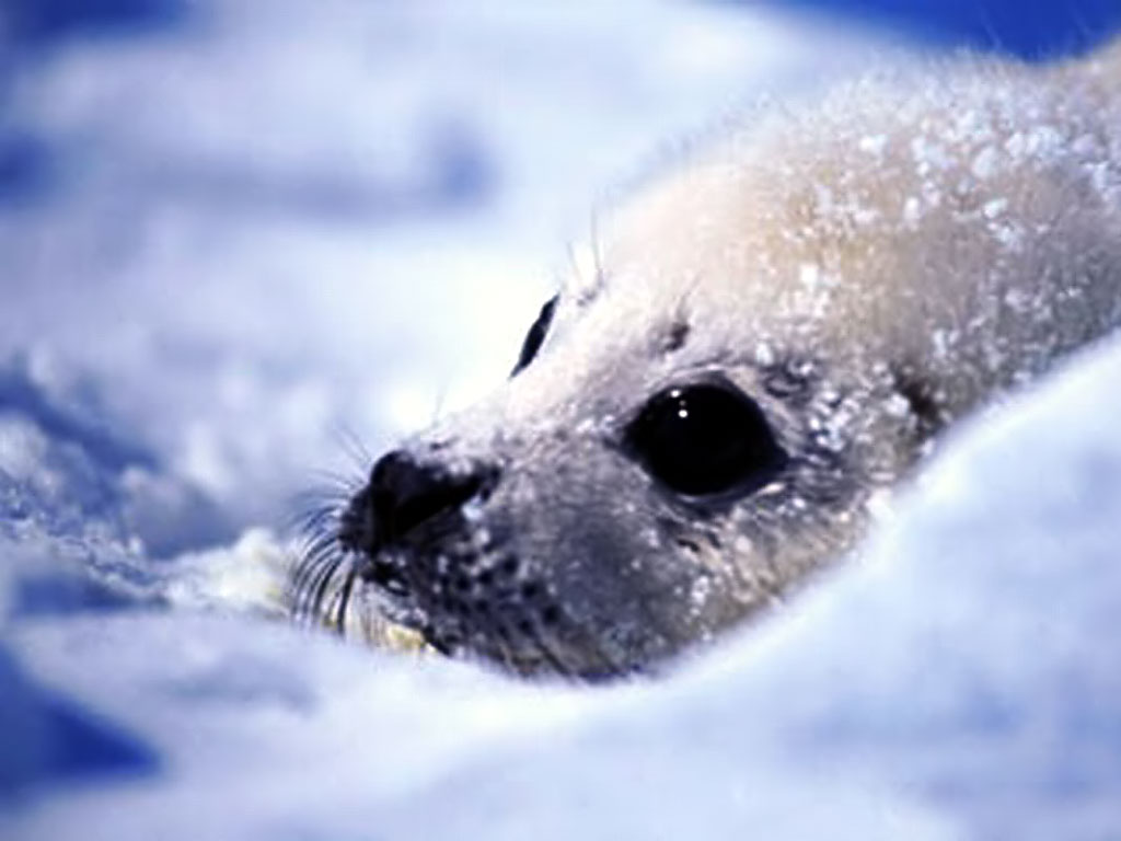 Seal Wallpapers