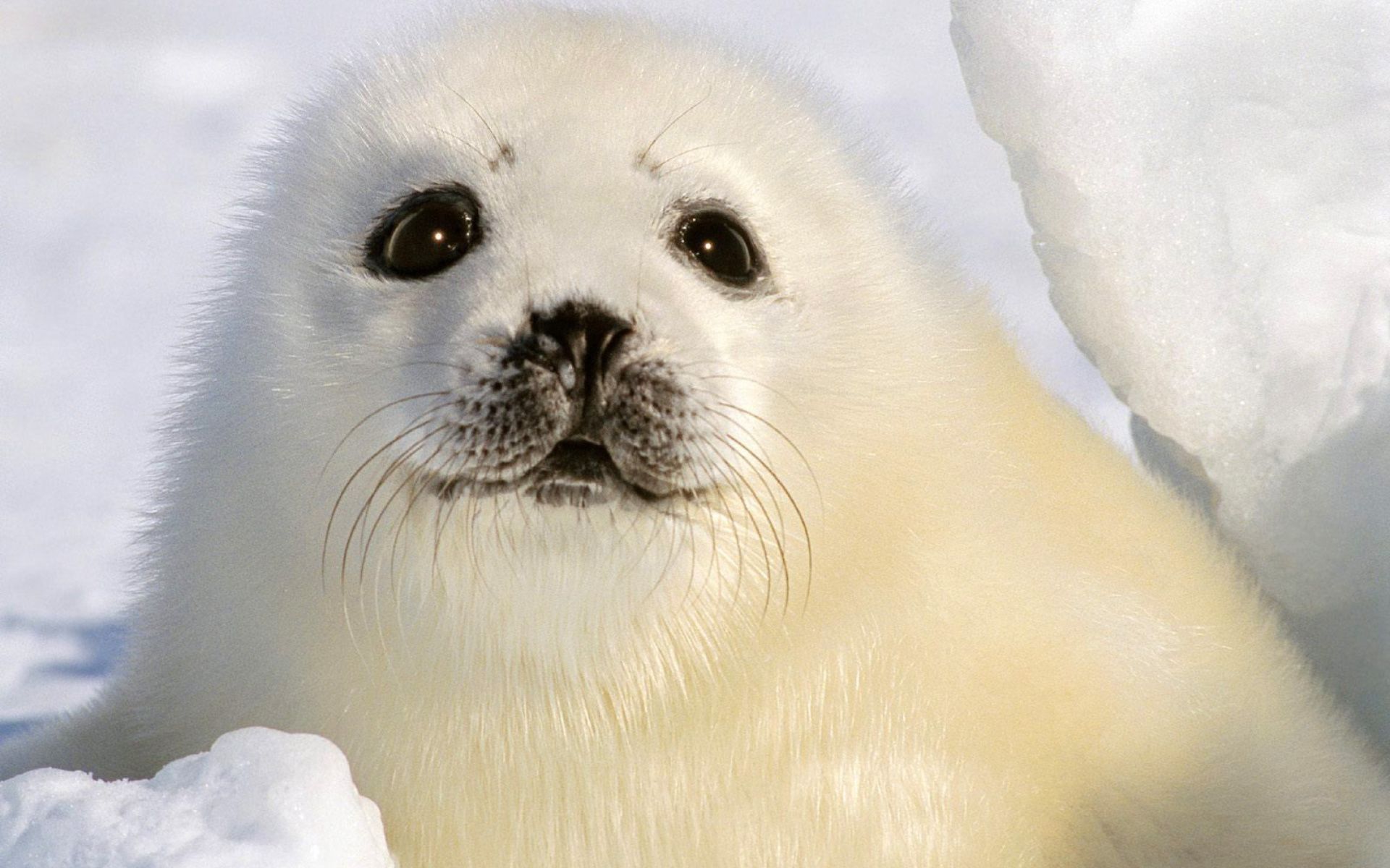 Seal Wallpapers