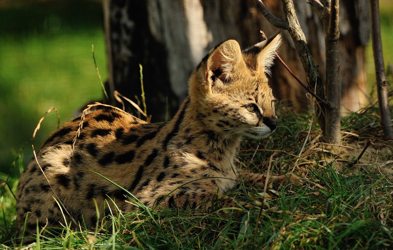 Serval Wallpapers