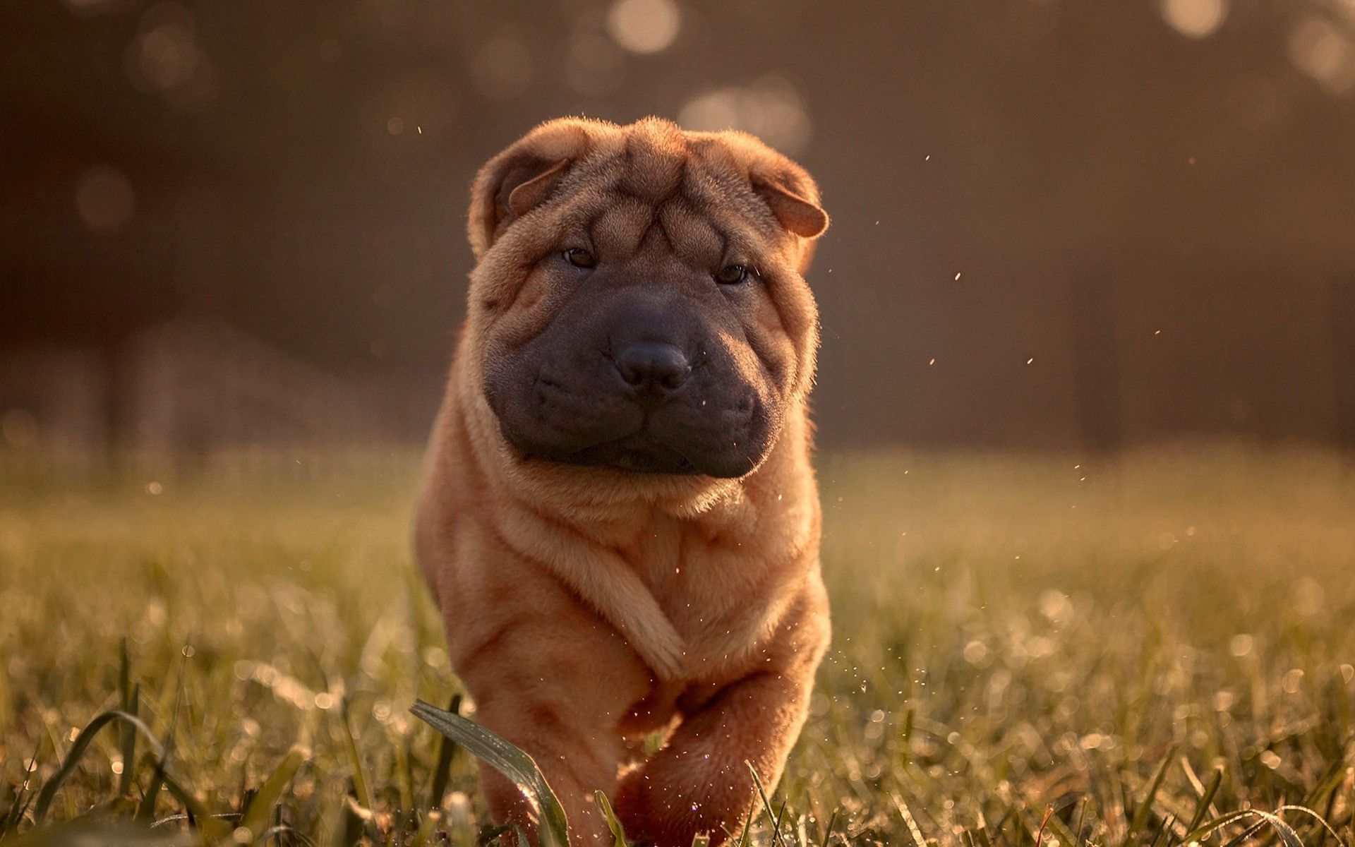 Shar Pei Wallpapers