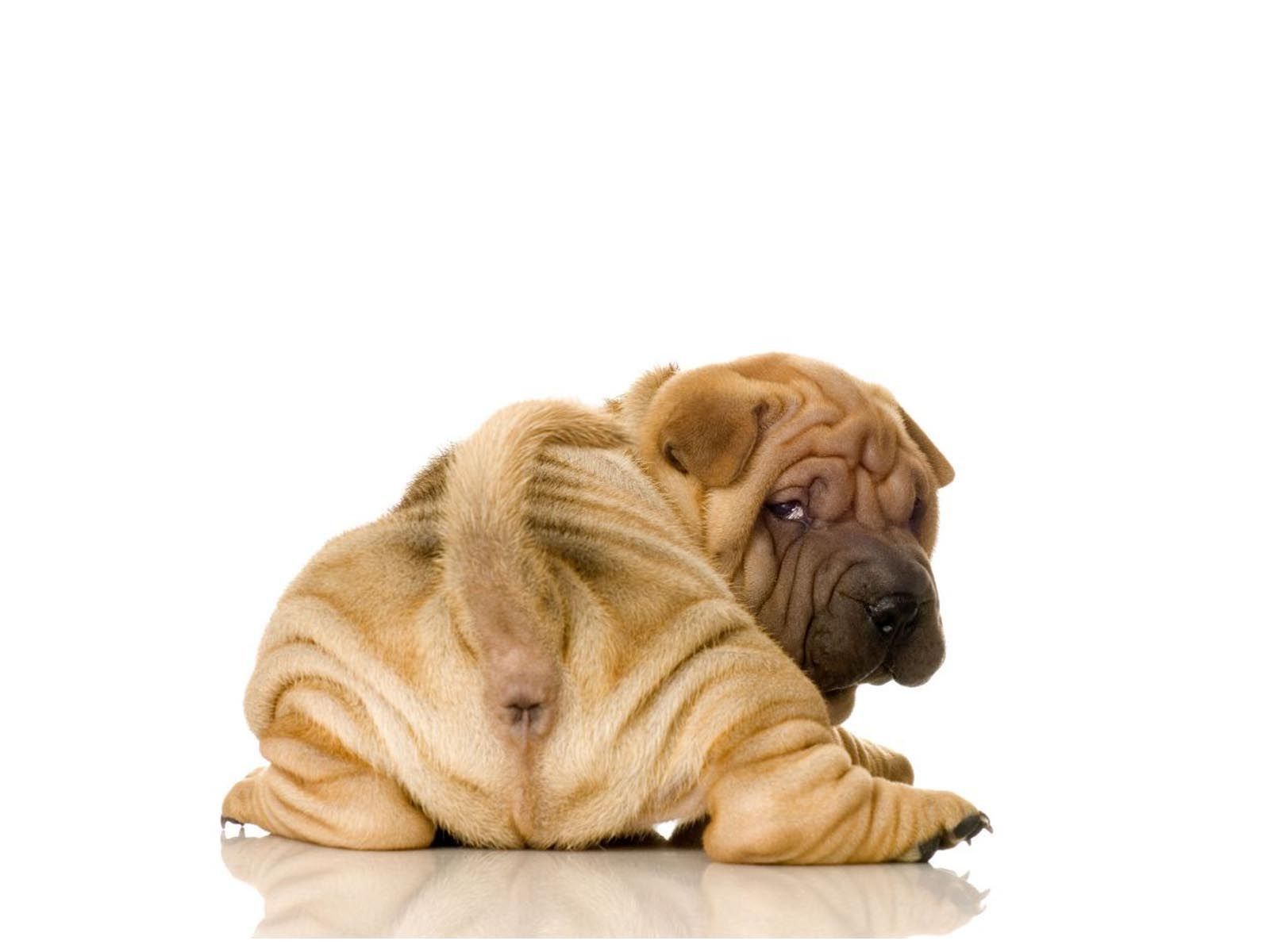 Shar Pei Wallpapers