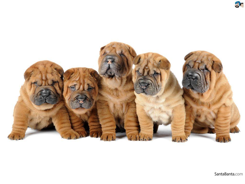 Shar Pei Wallpapers