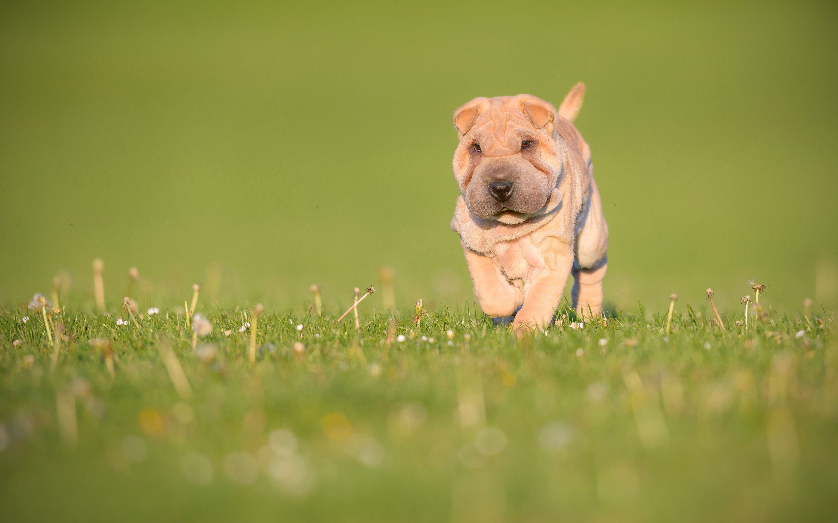 Shar Pei Wallpapers