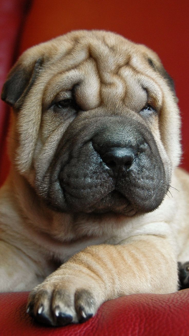 Shar Pei Wallpapers