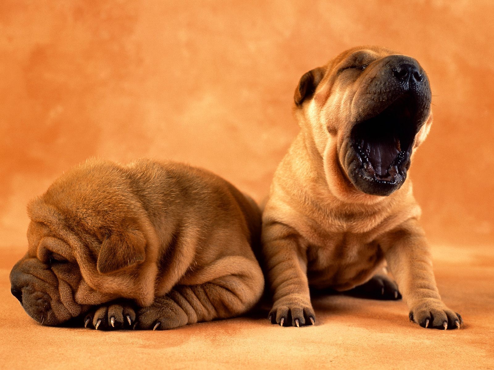 Shar Pei Wallpapers