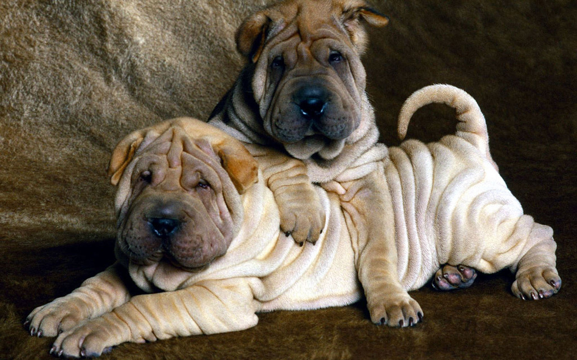 Shar Pei Wallpapers