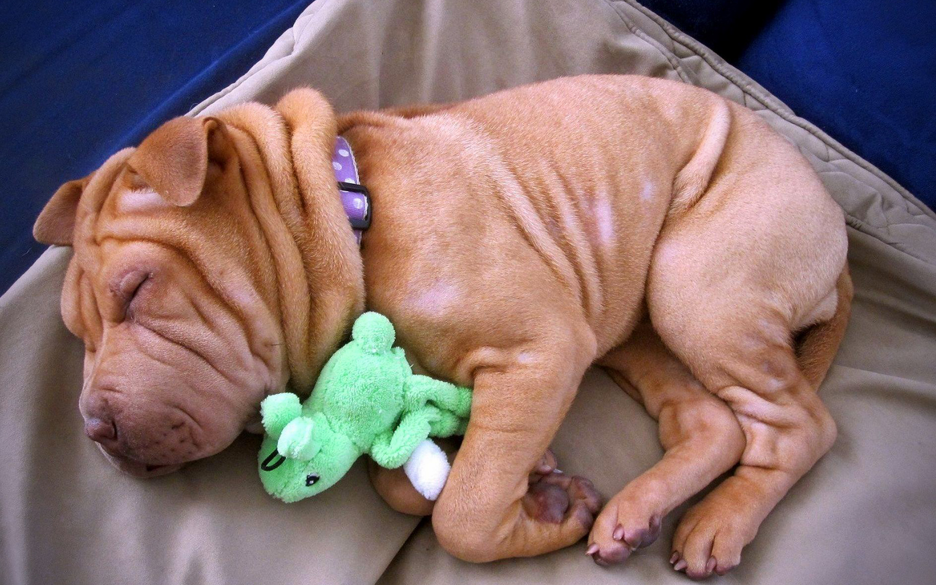 Shar Pei Wallpapers