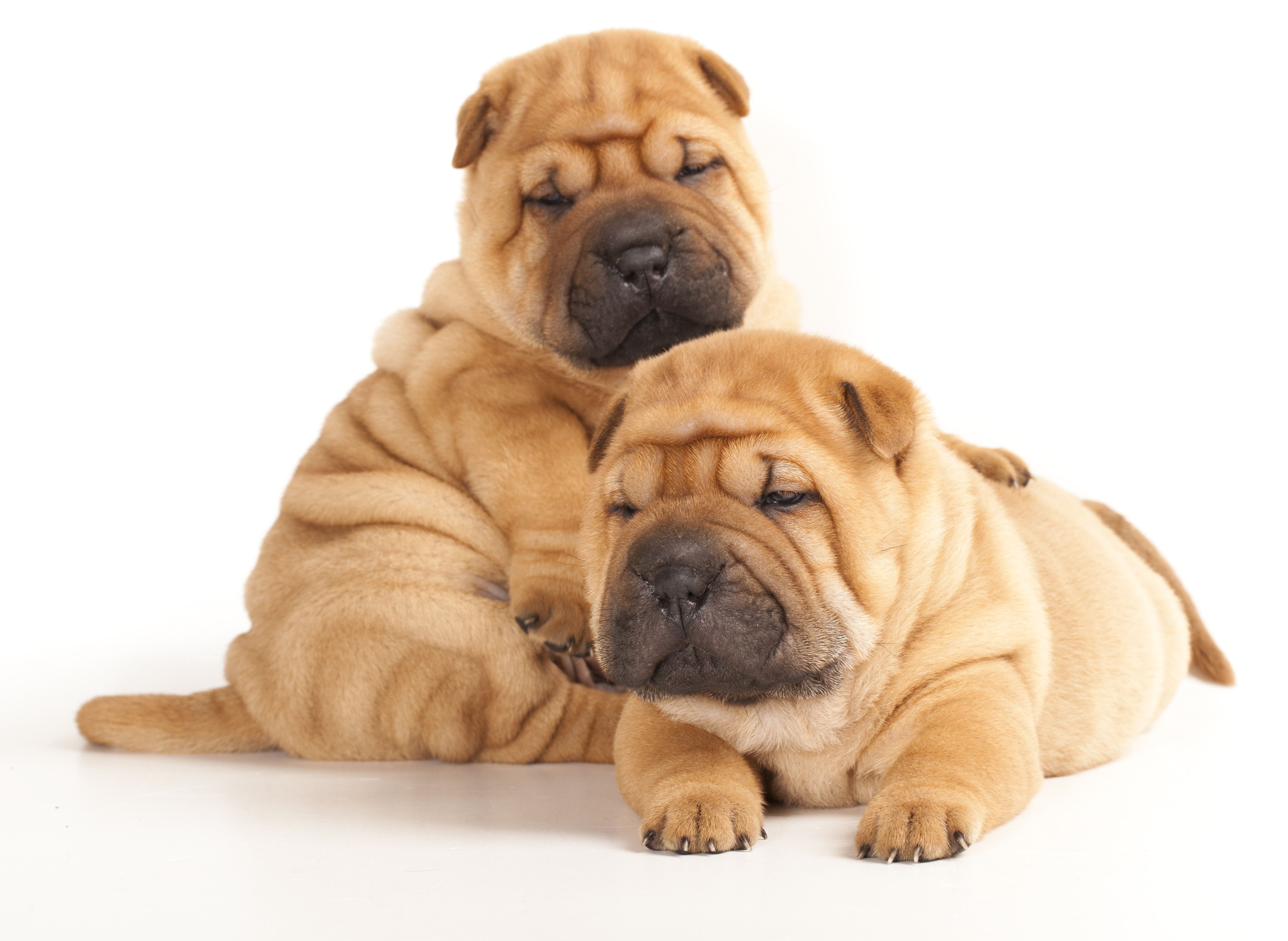 Shar Pei Wallpapers