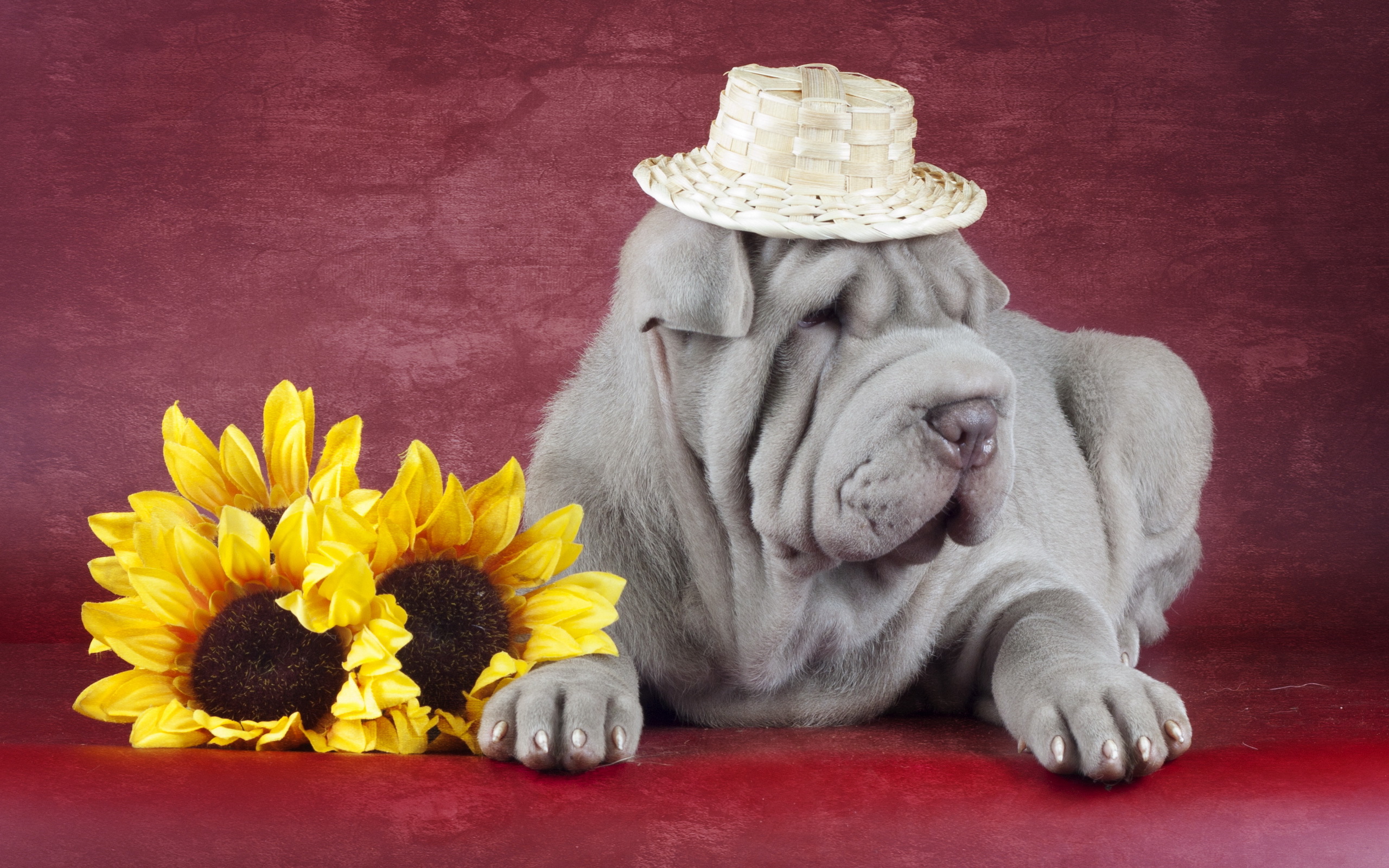 Shar Pei Wallpapers