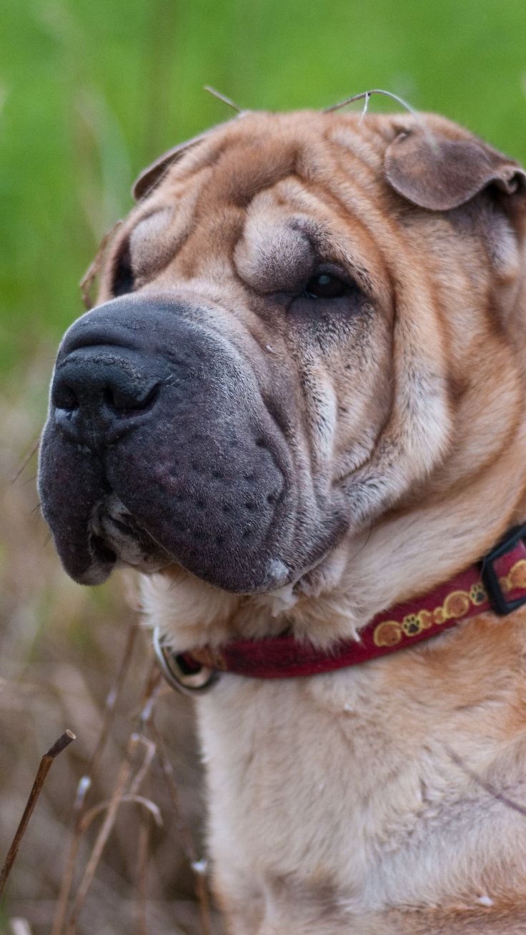 Shar Pei Wallpapers