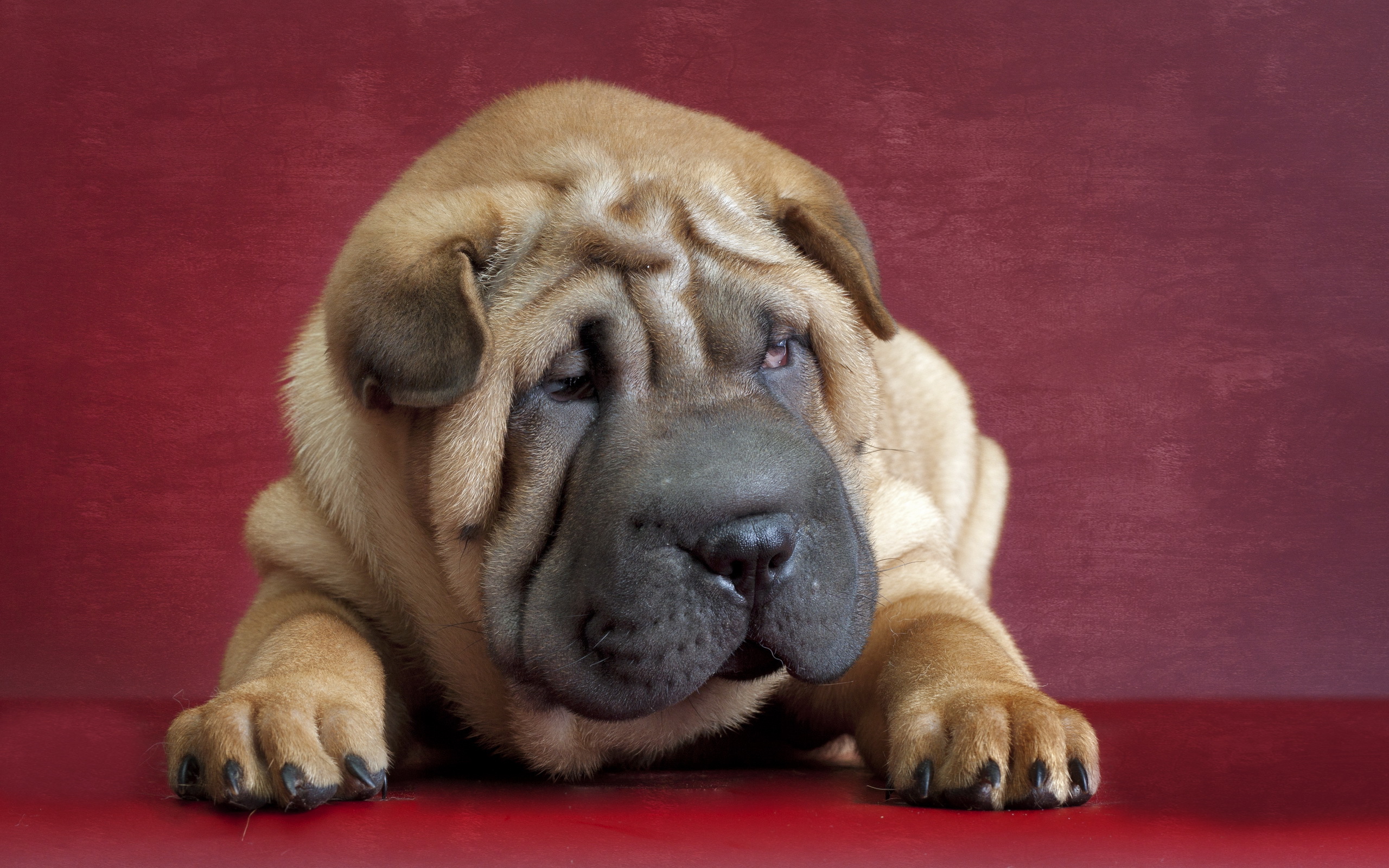 Shar Pei Wallpapers