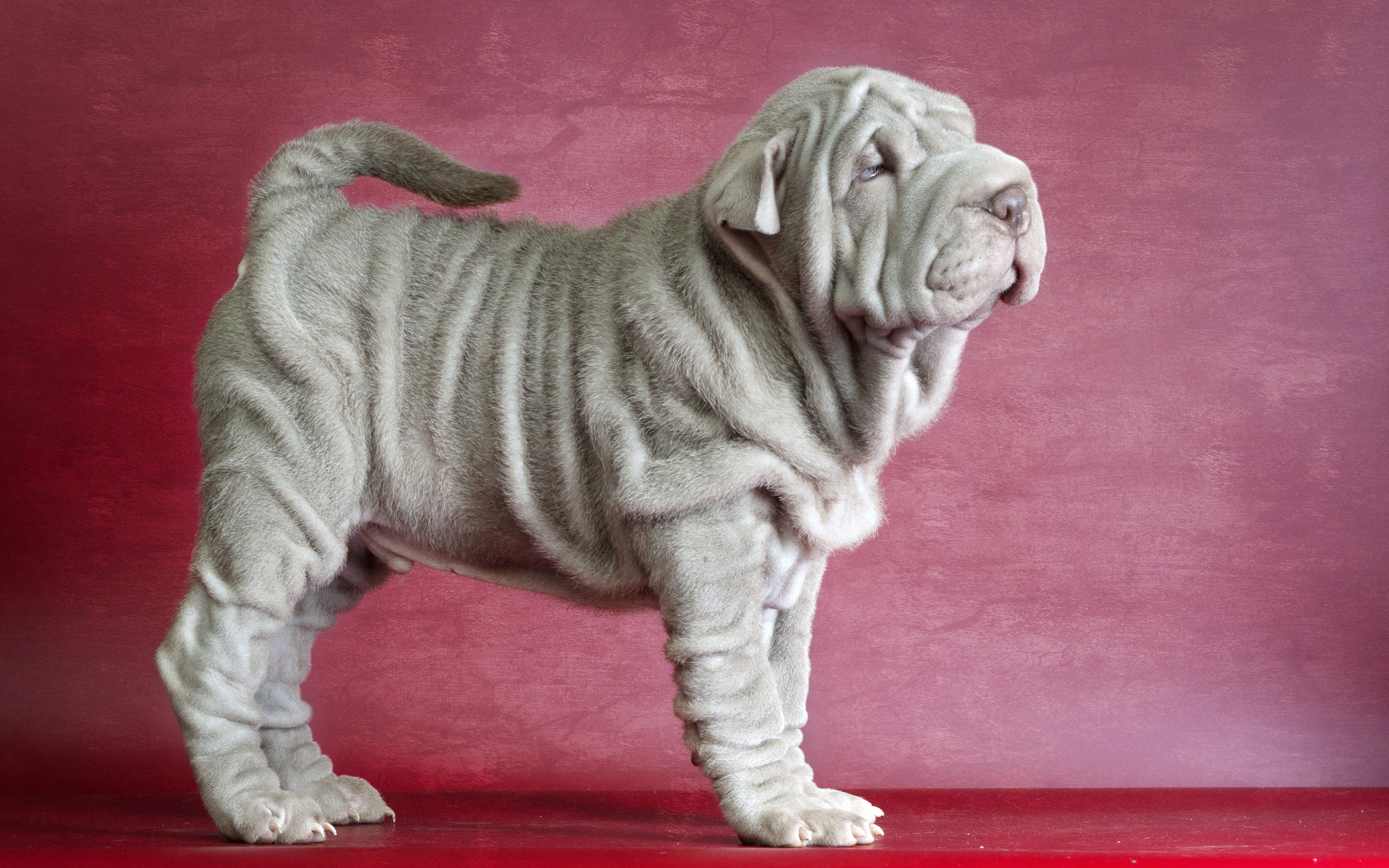 Shar Pei Wallpapers