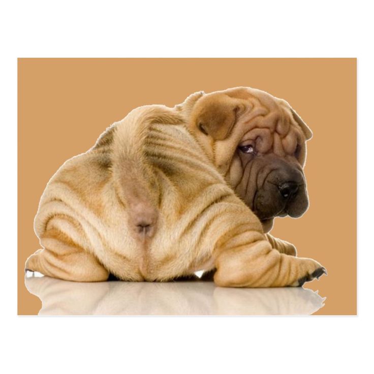 Shar Pei Wallpapers