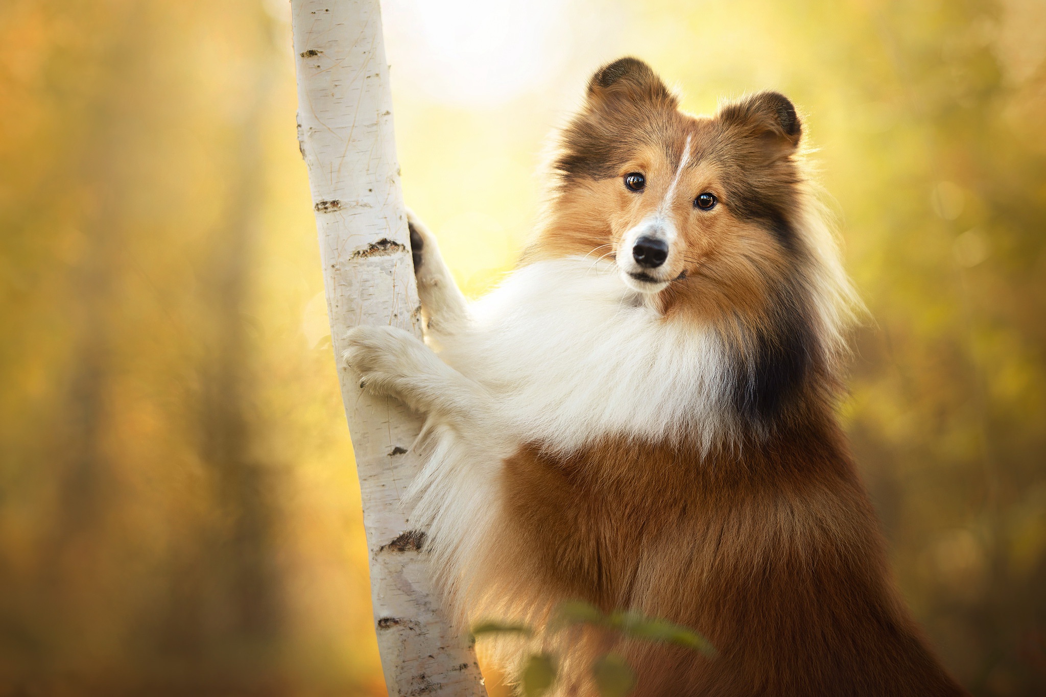 Shetland Sheepdog Wallpapers