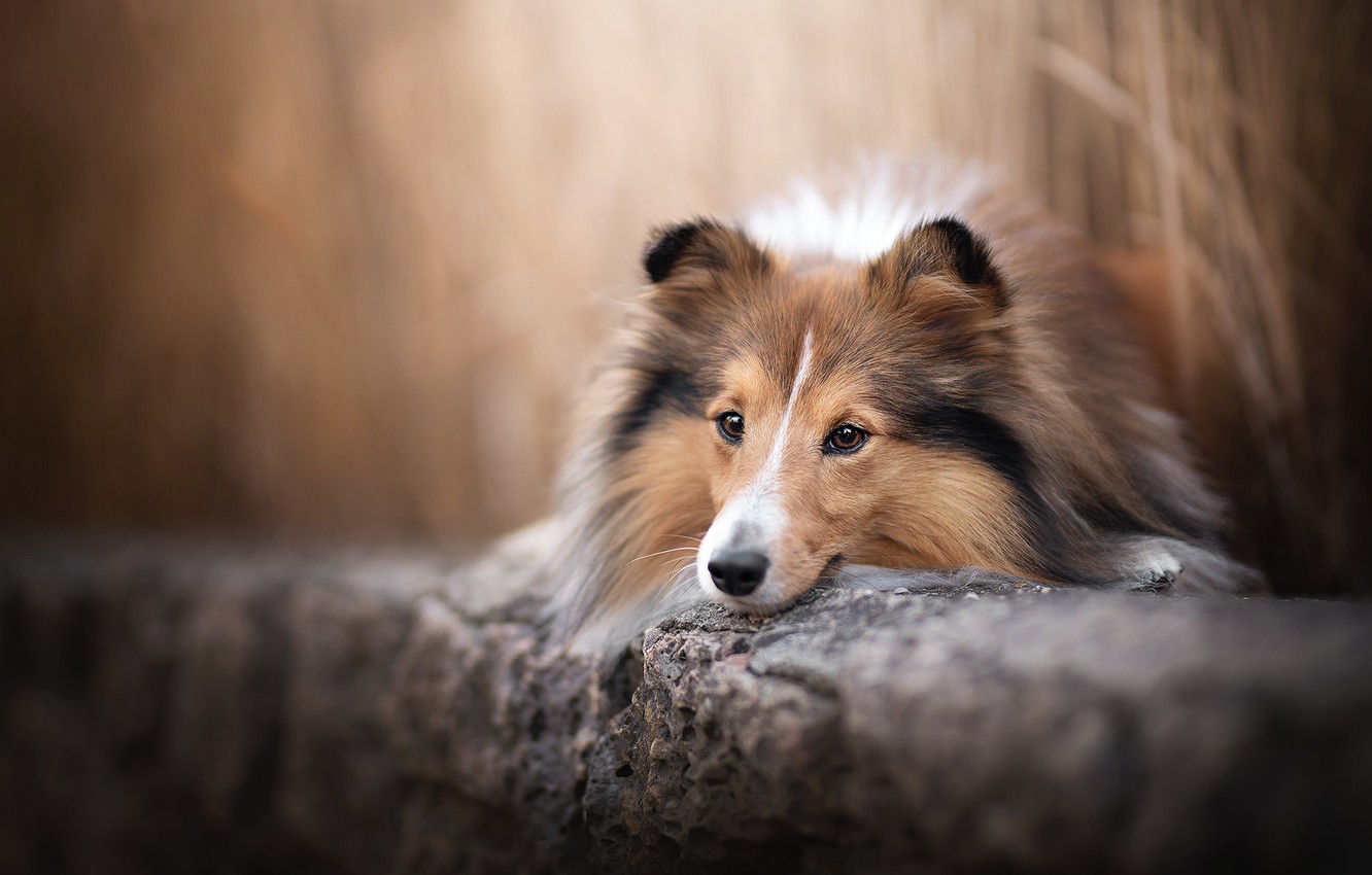 Shetland Sheepdog Wallpapers